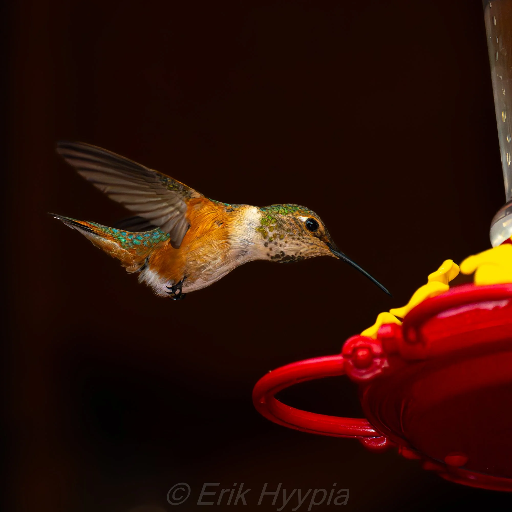 Rufous Hummingbird