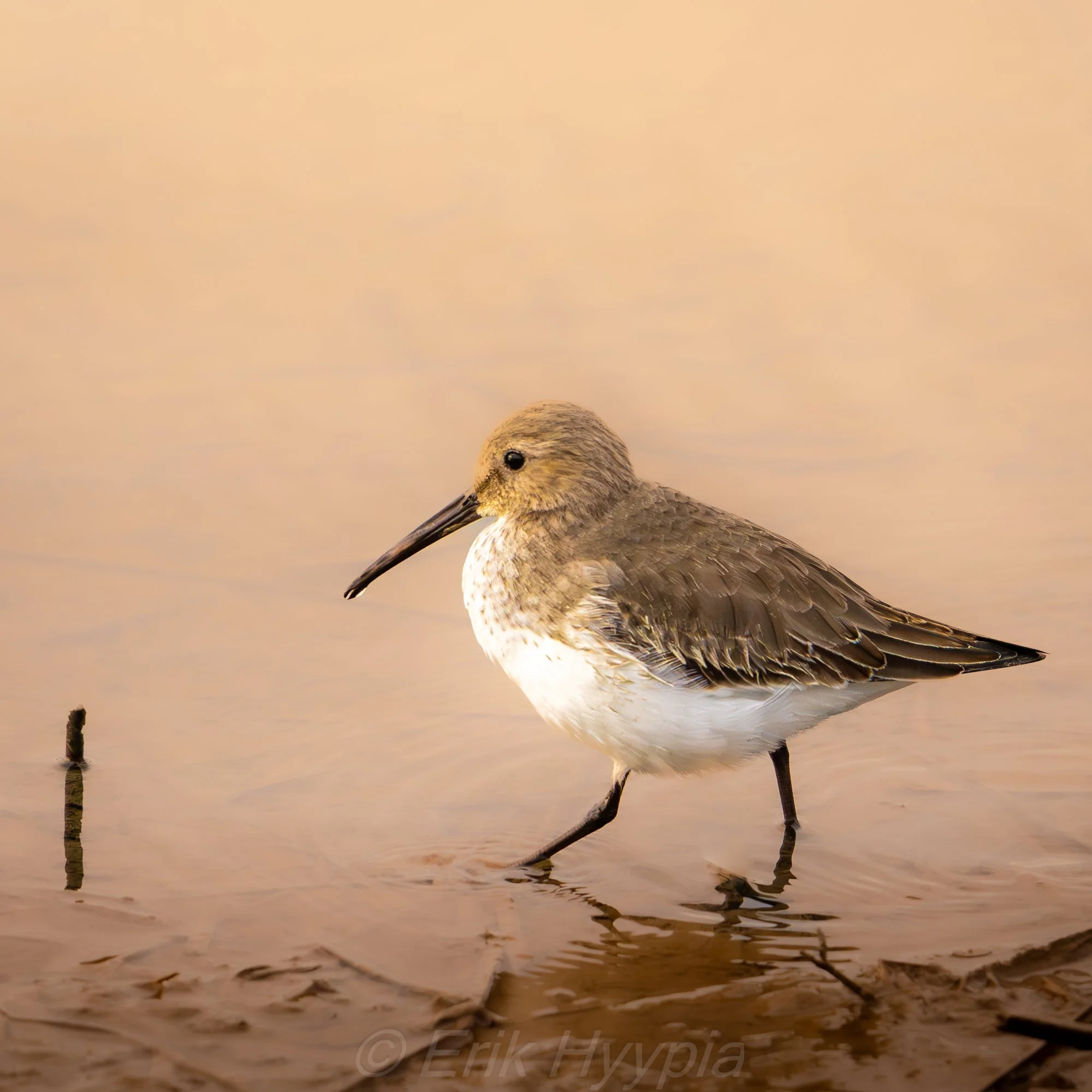 Dowitcher