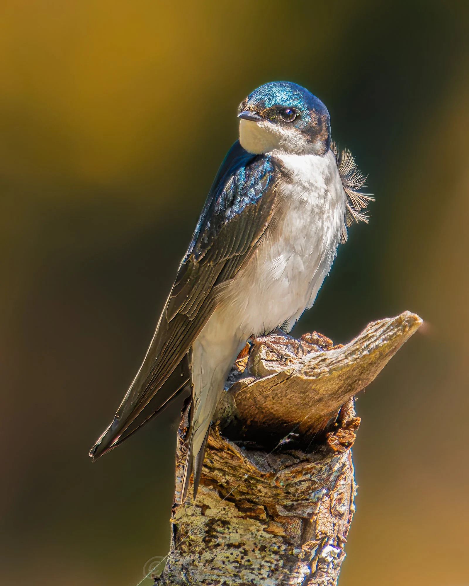 Tree Swallow