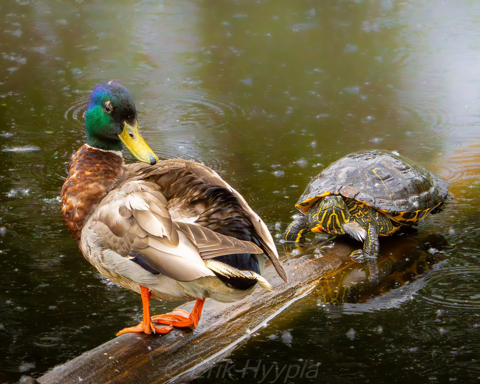 Mallard and Turtle