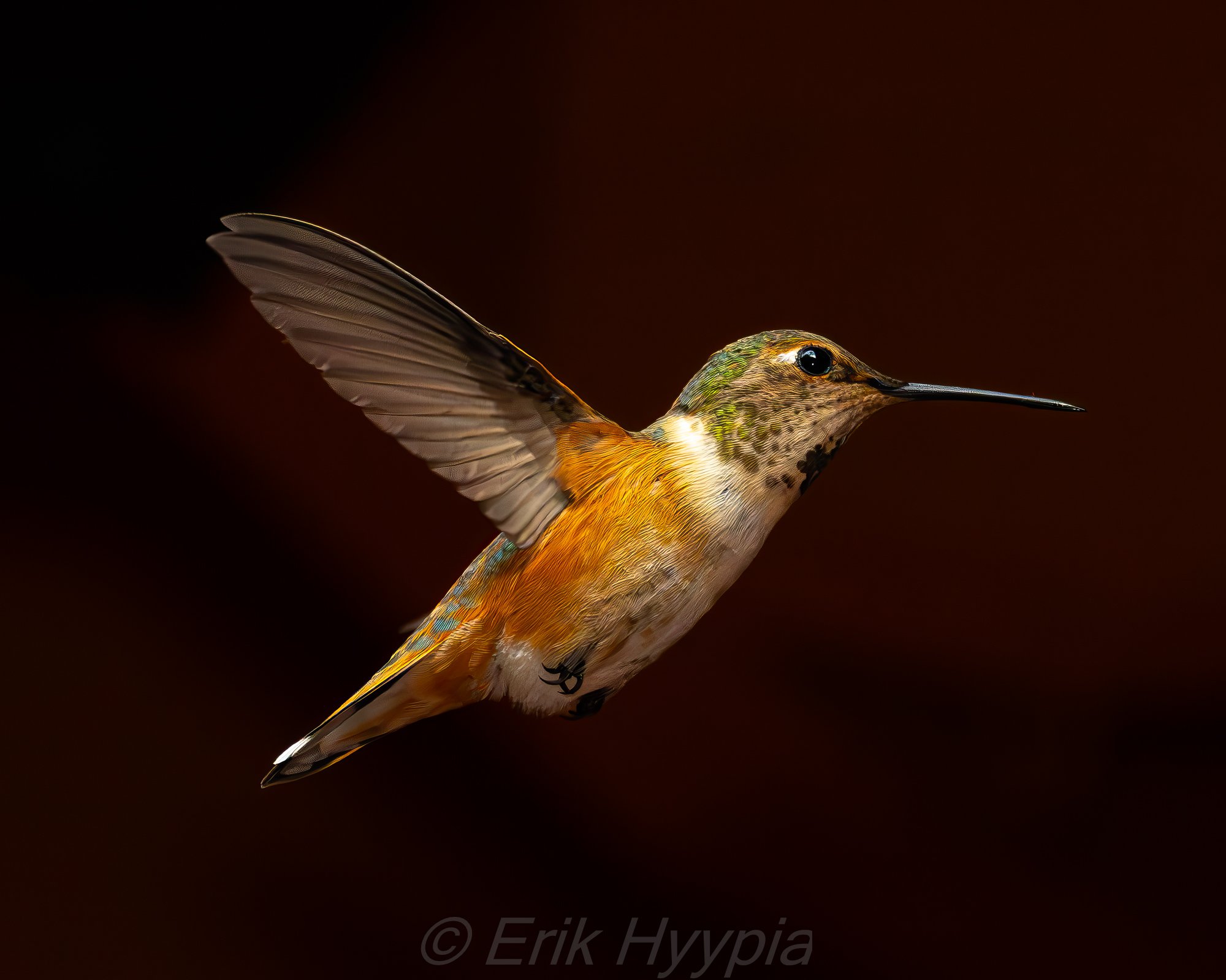 Rufous #1