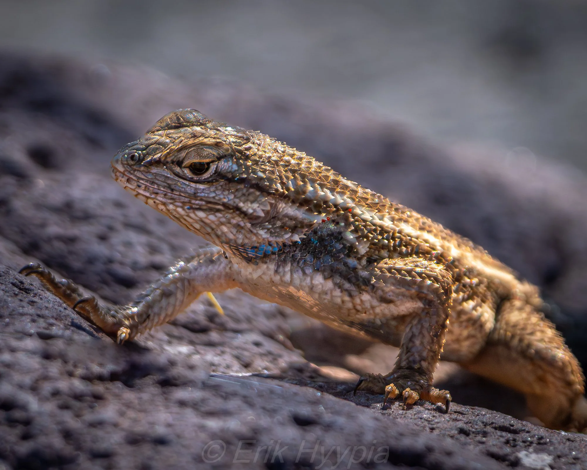 Sceloporus