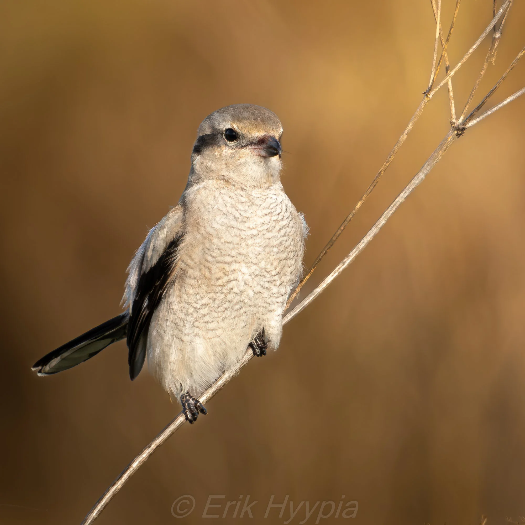 Shrike