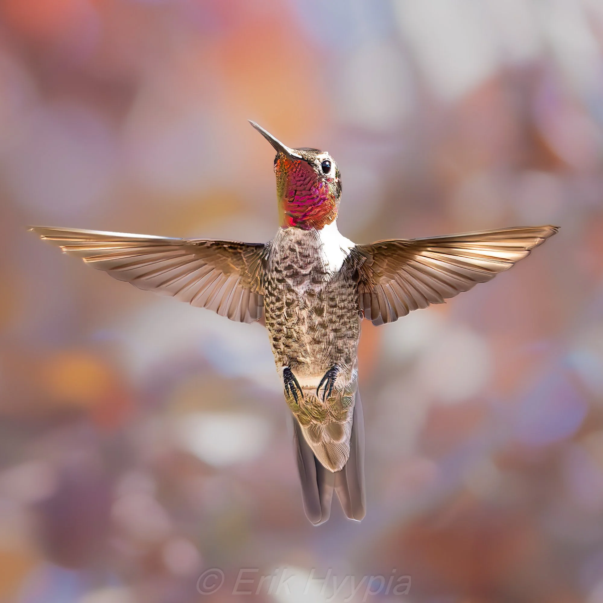 Annas Hummingbird