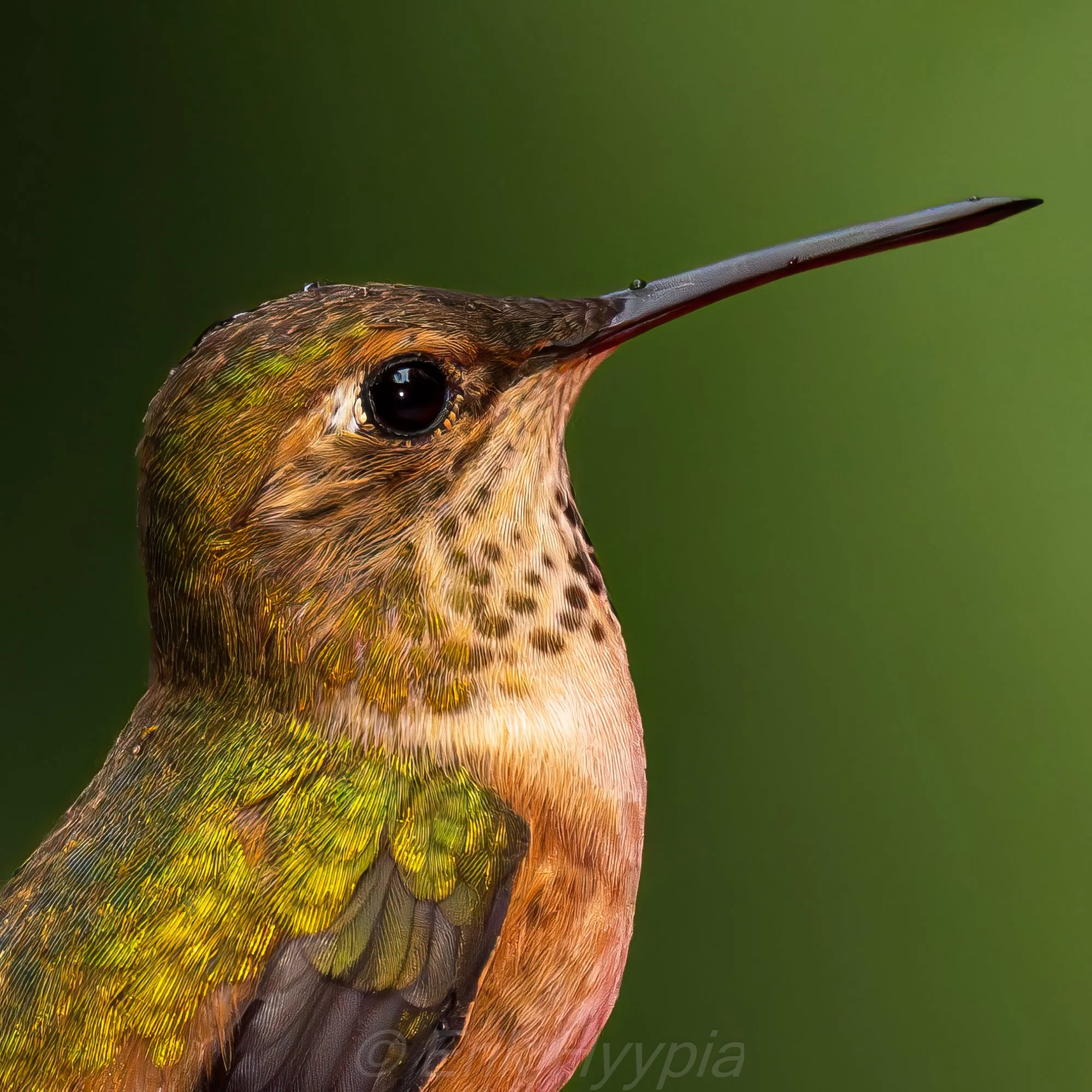 Rufous Hummingbird