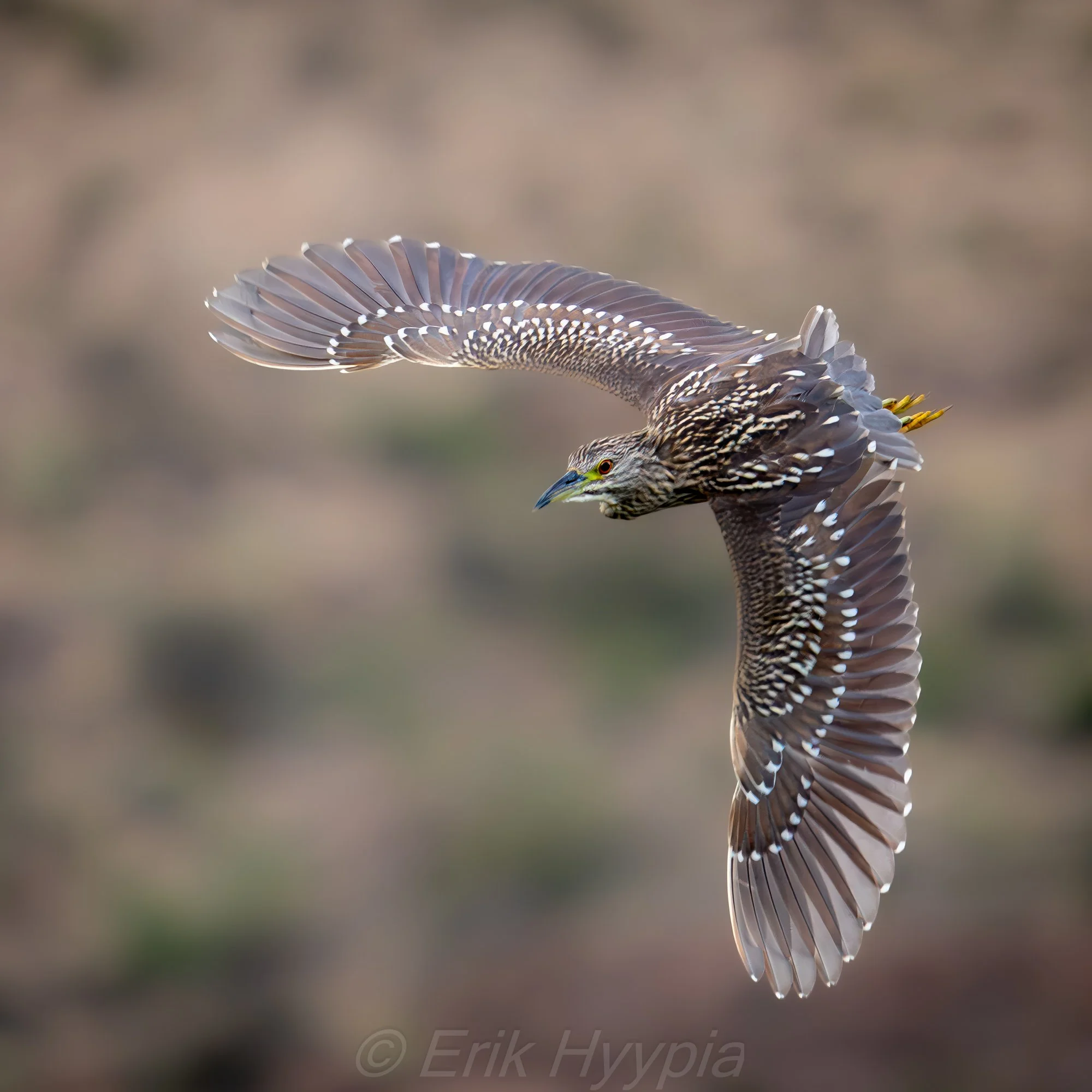 Black Crowned Night Heron #2