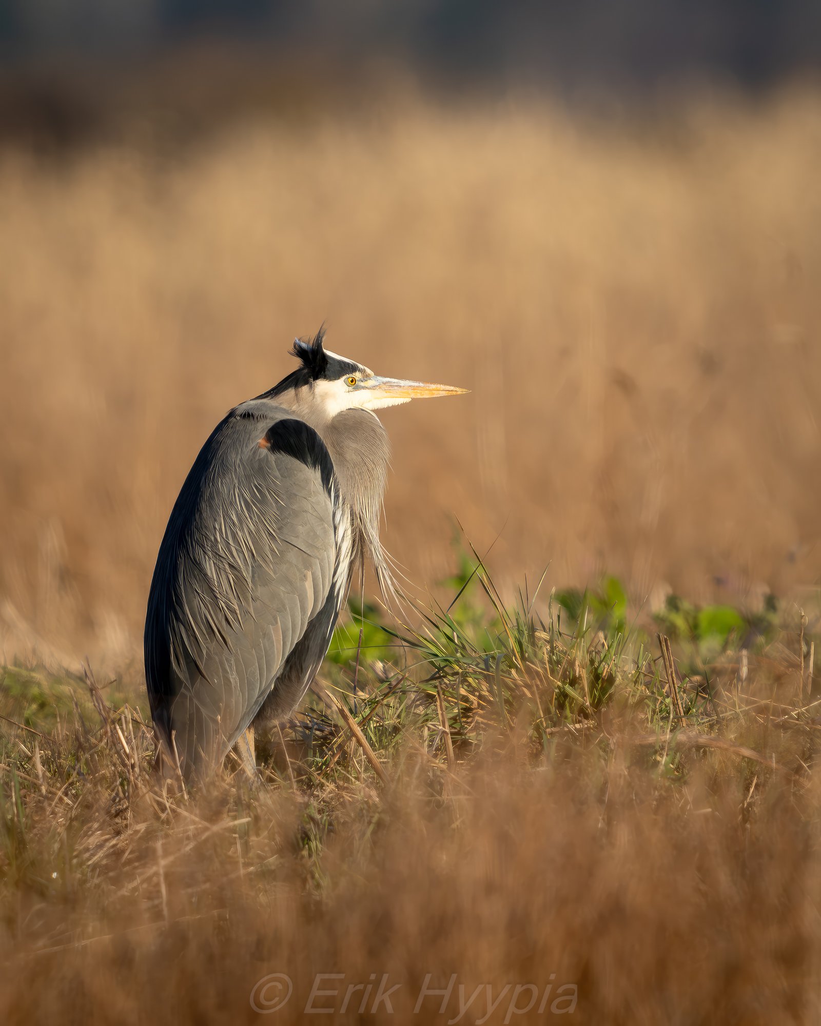 Great Blue Heron