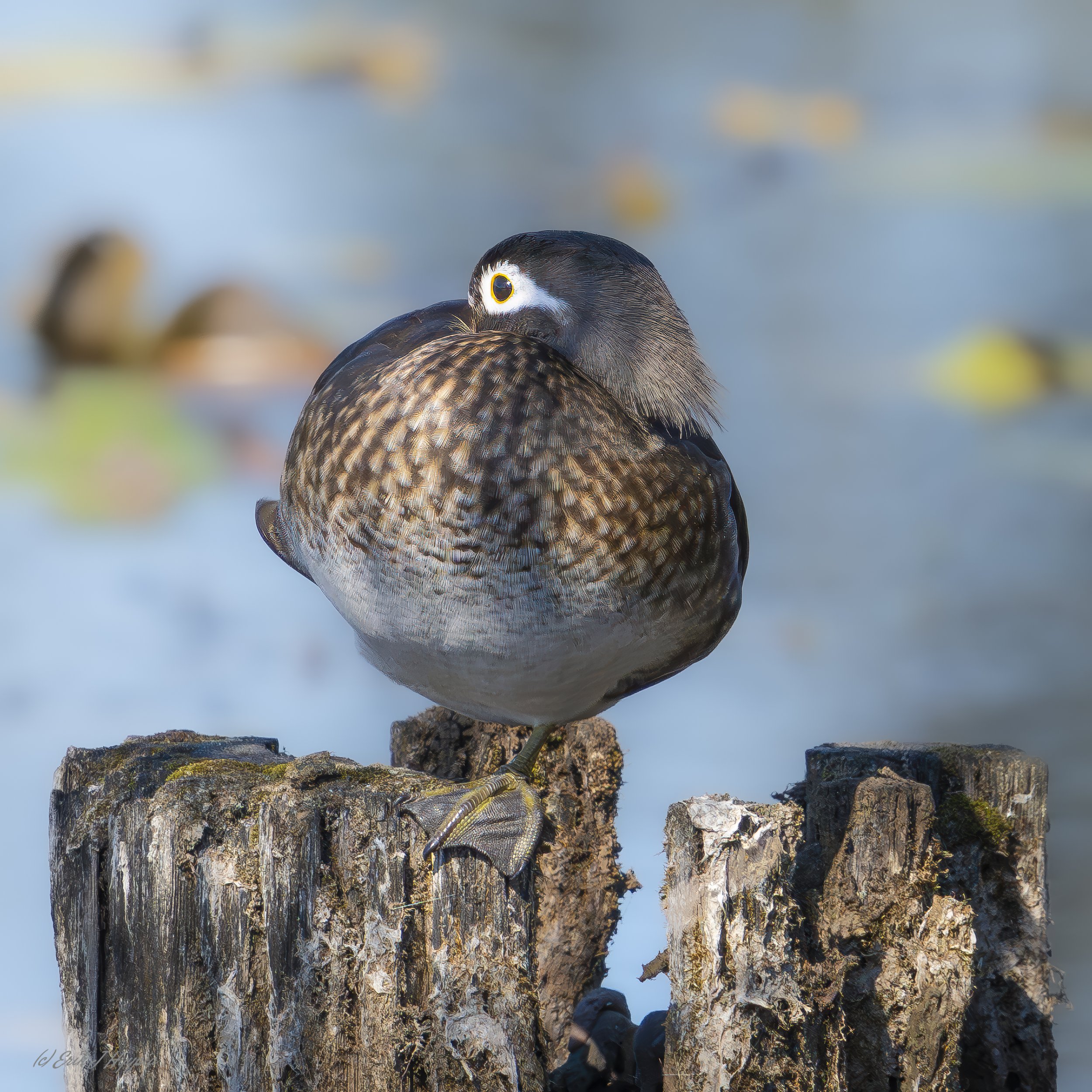 Female Wood Duck #2