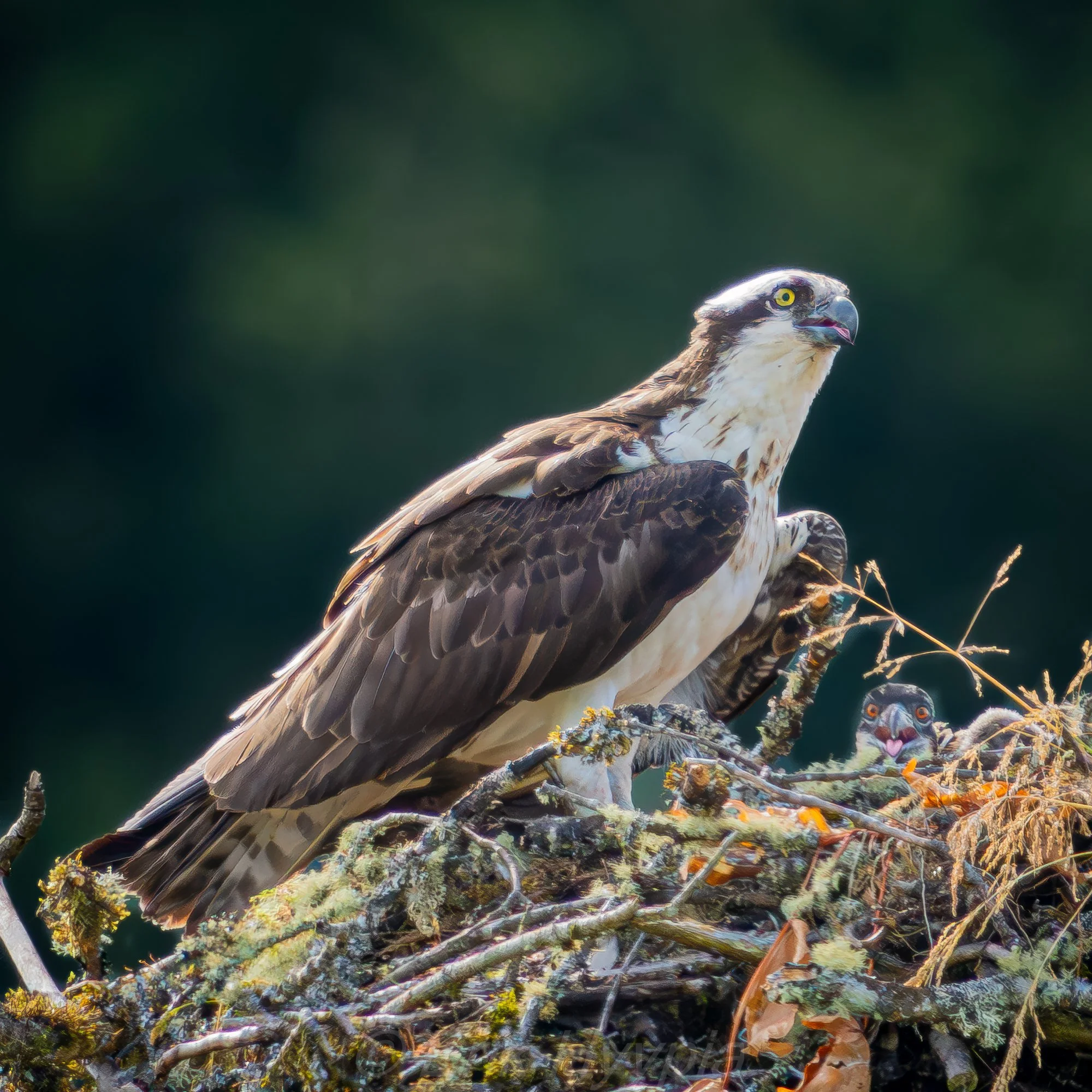 Osprey and Chick