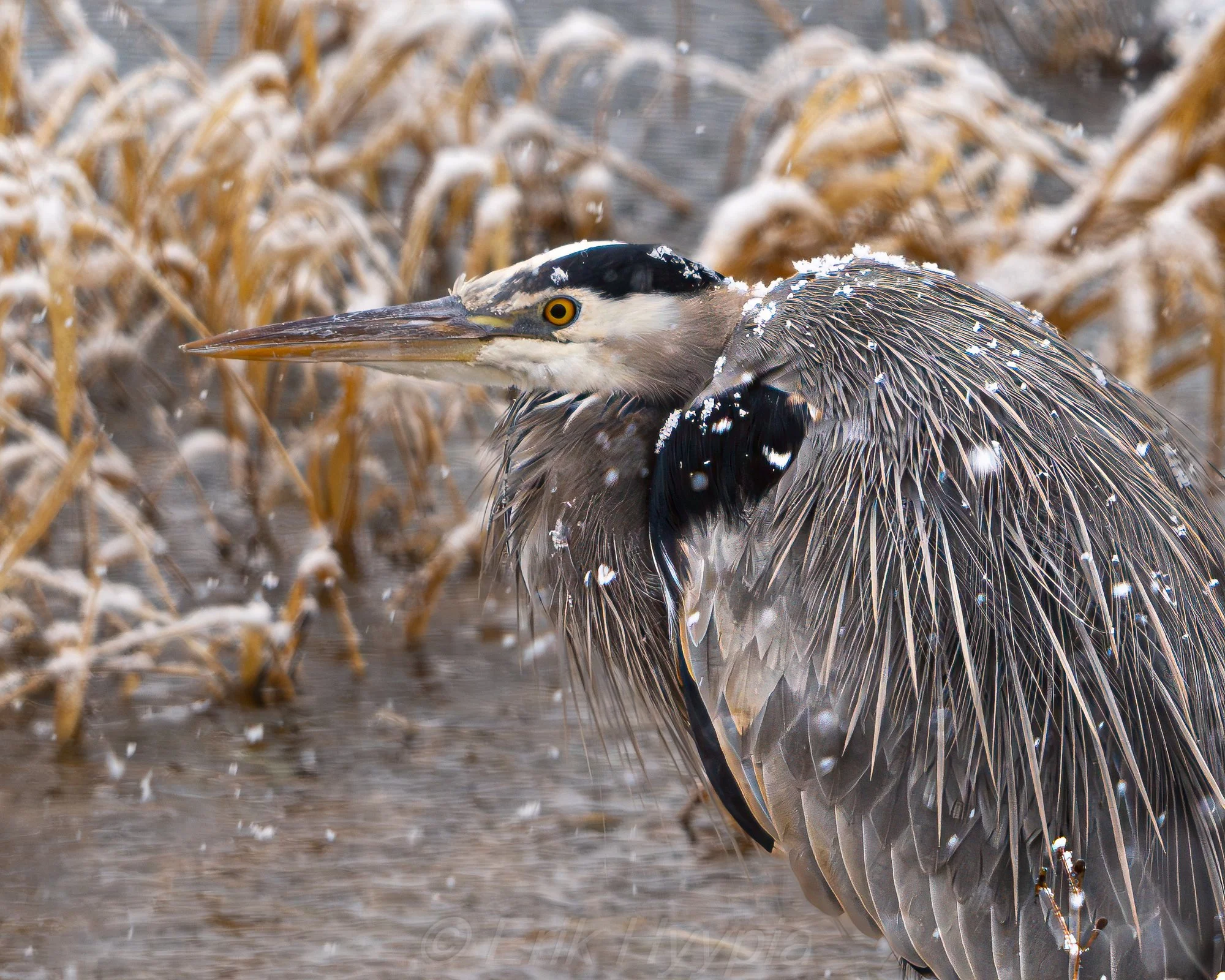 Great Blue Heron
