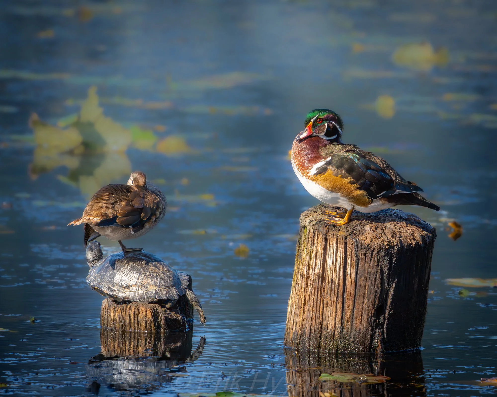 Wood Ducks and Turtle