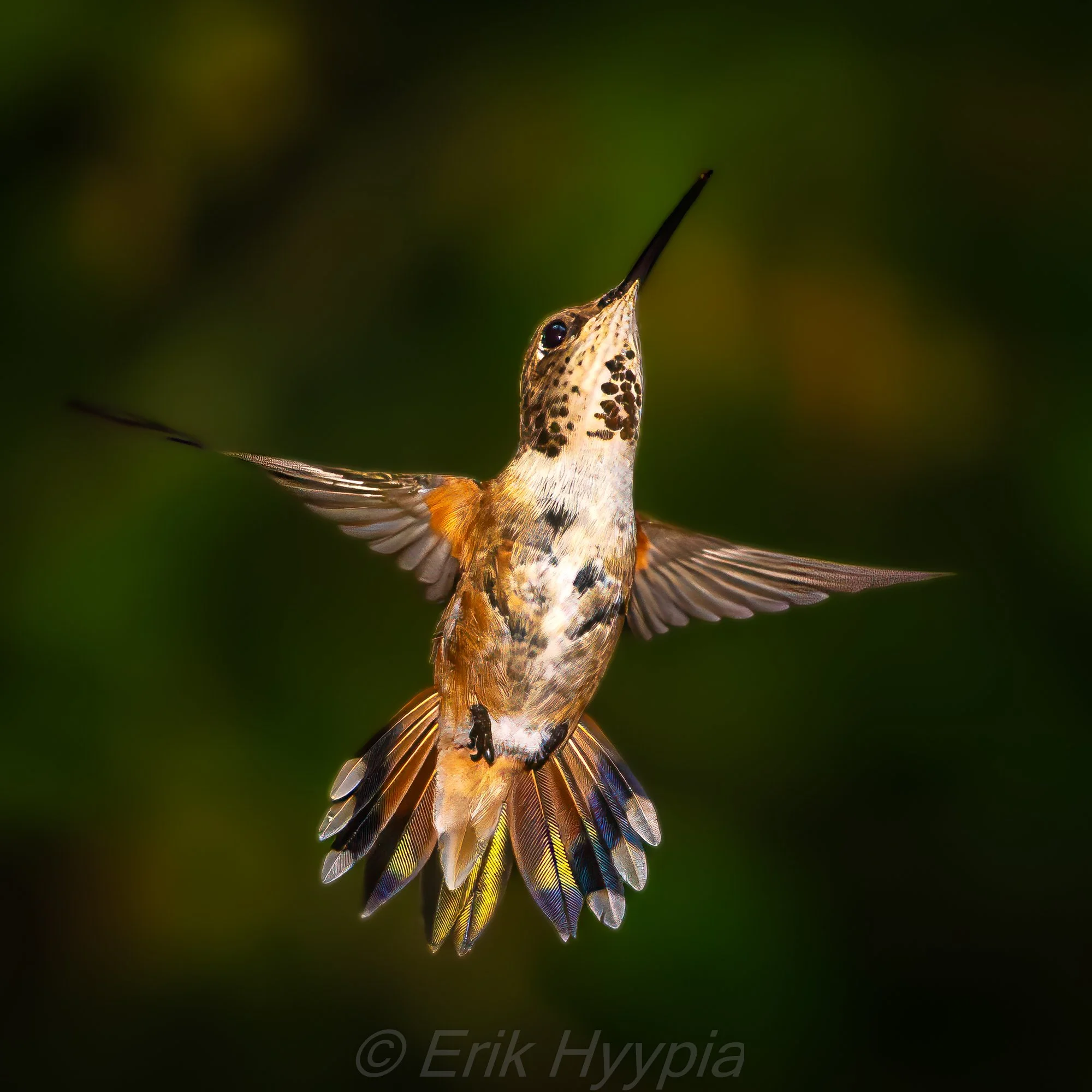 Rufous Hummingbird