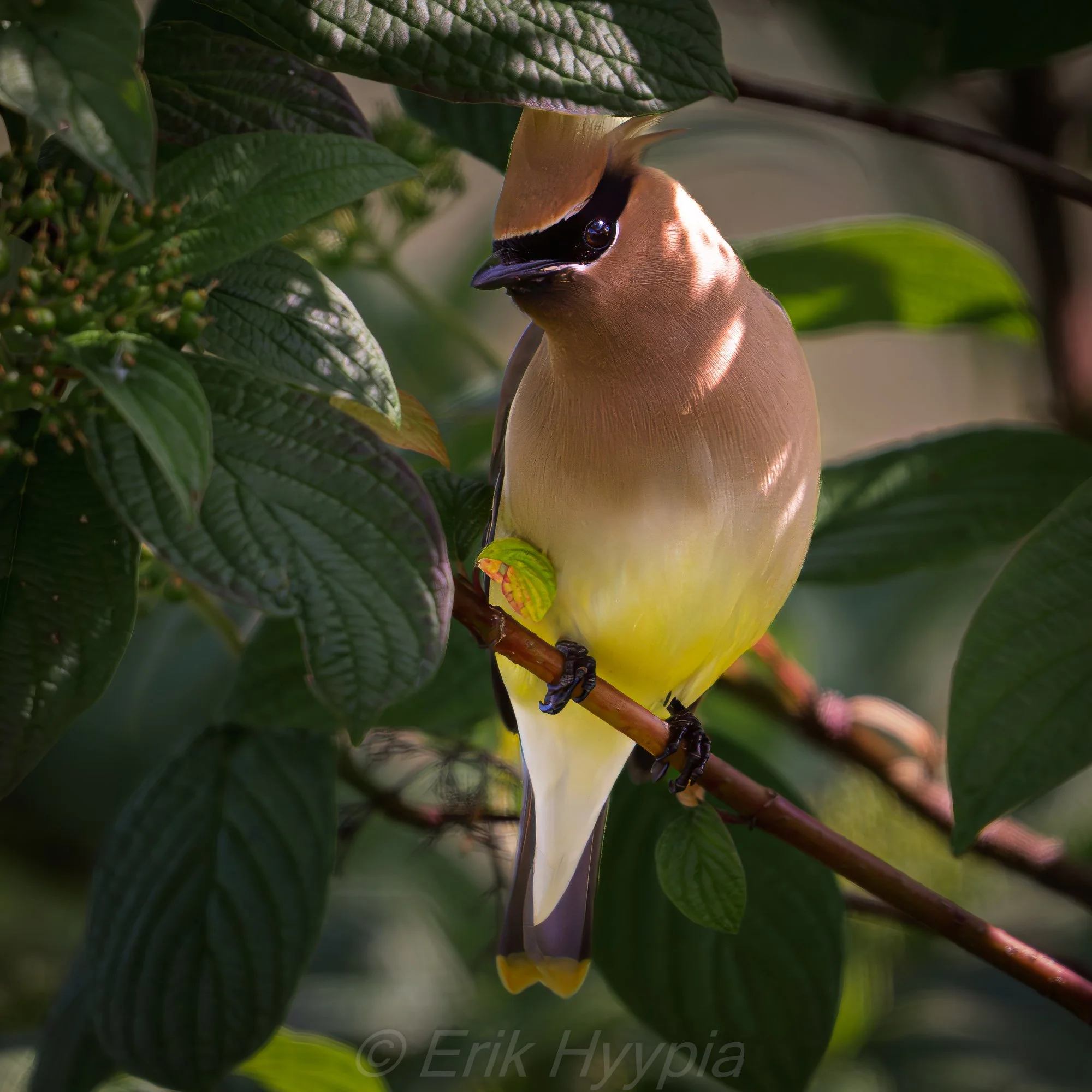 Cedar Waxwing #1