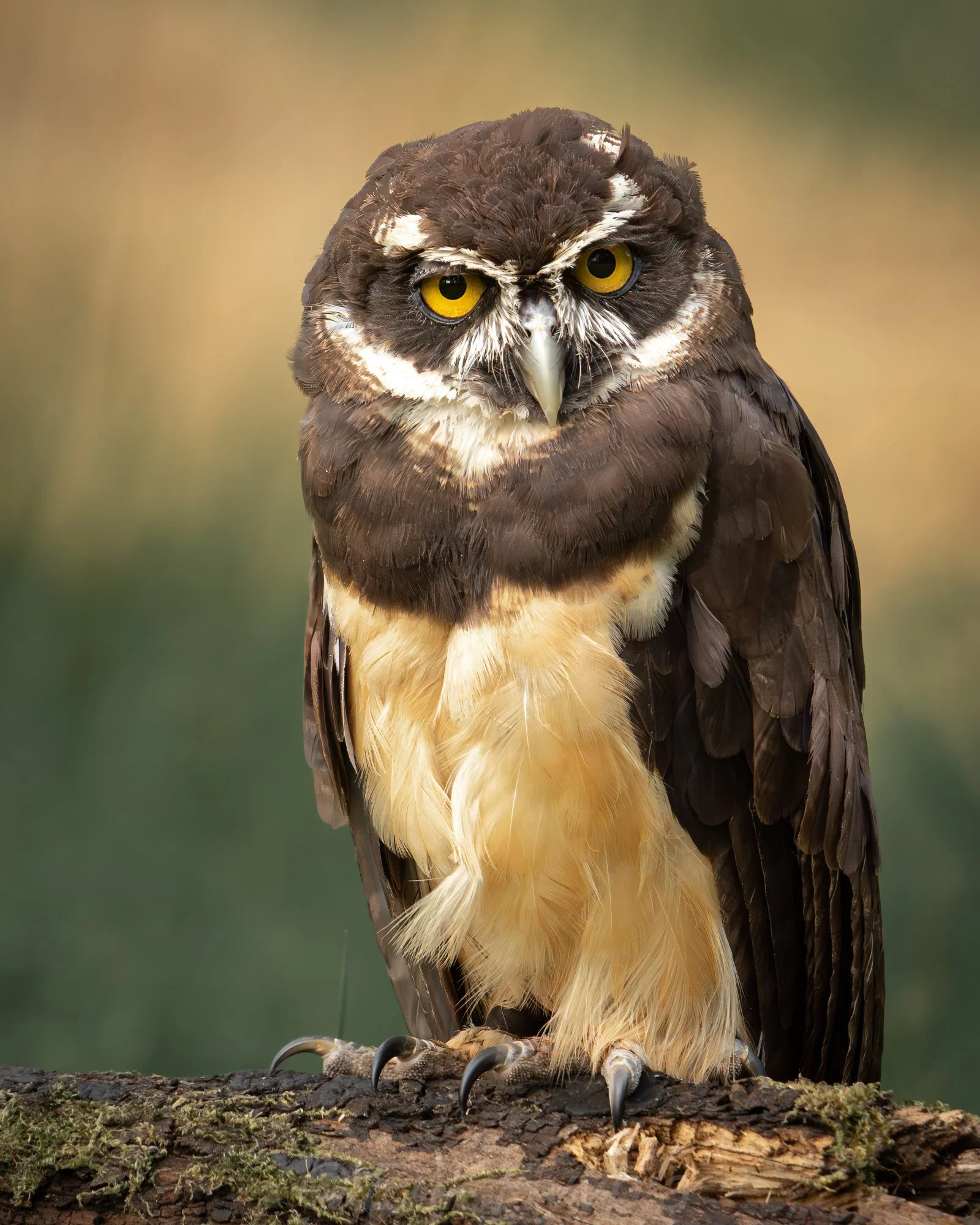 Spectacled Owl #2