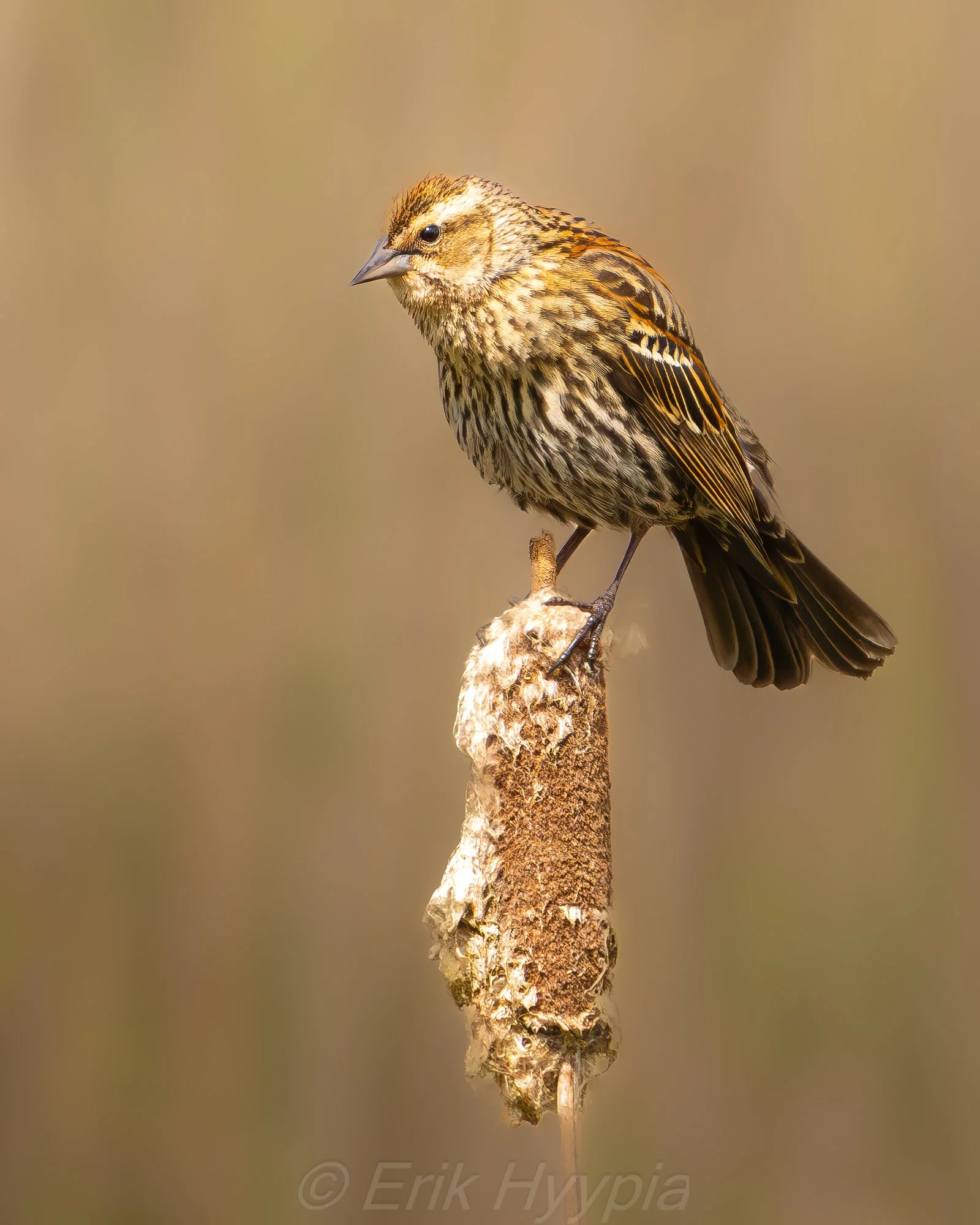Female Redwing and CattailRedwing Blackbird