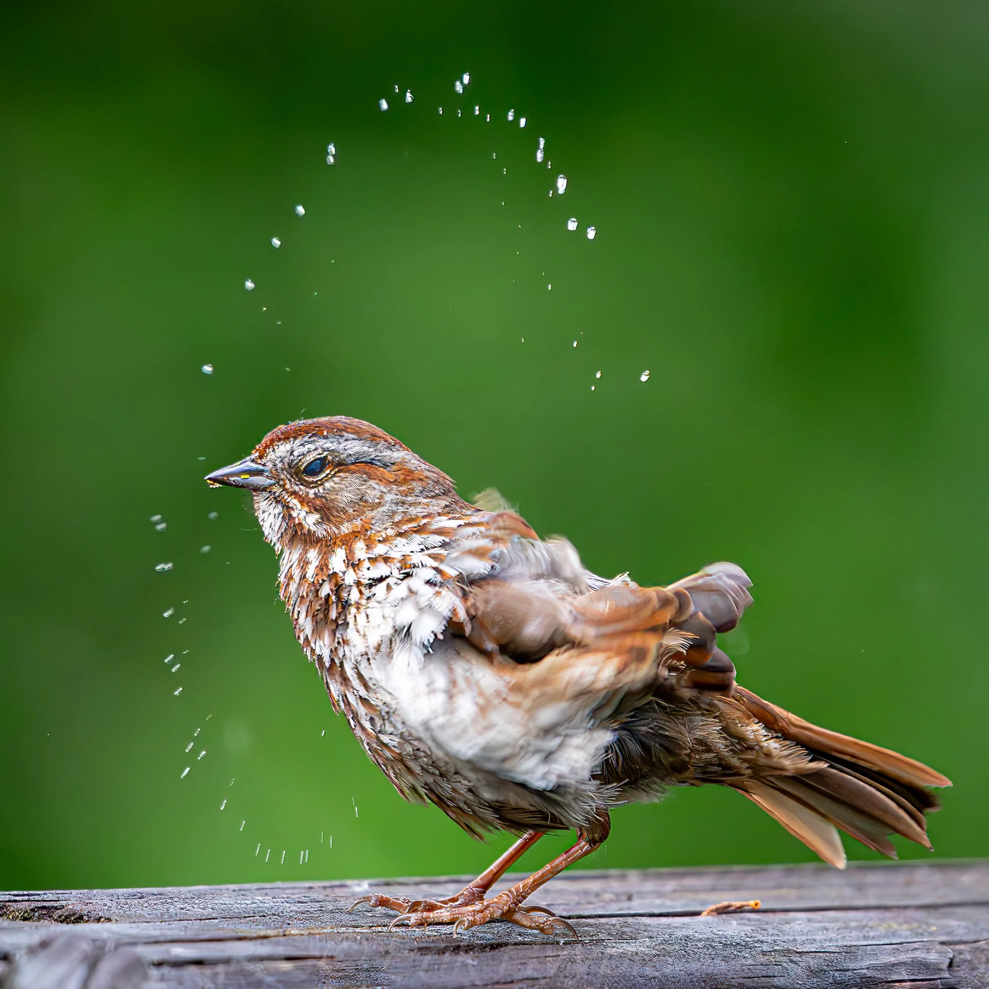 Song Sparrow