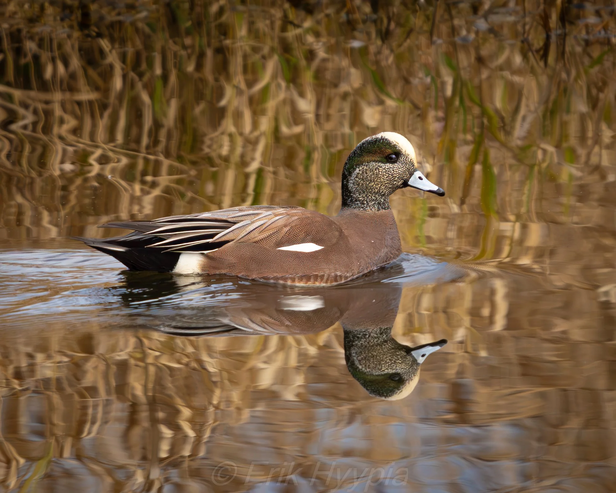 Widgeon