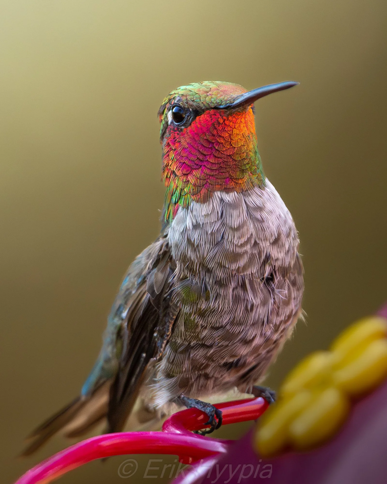 Annas Hummingbird