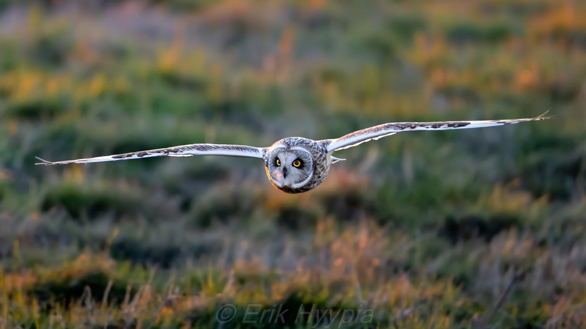 Short Eared Owl #2
