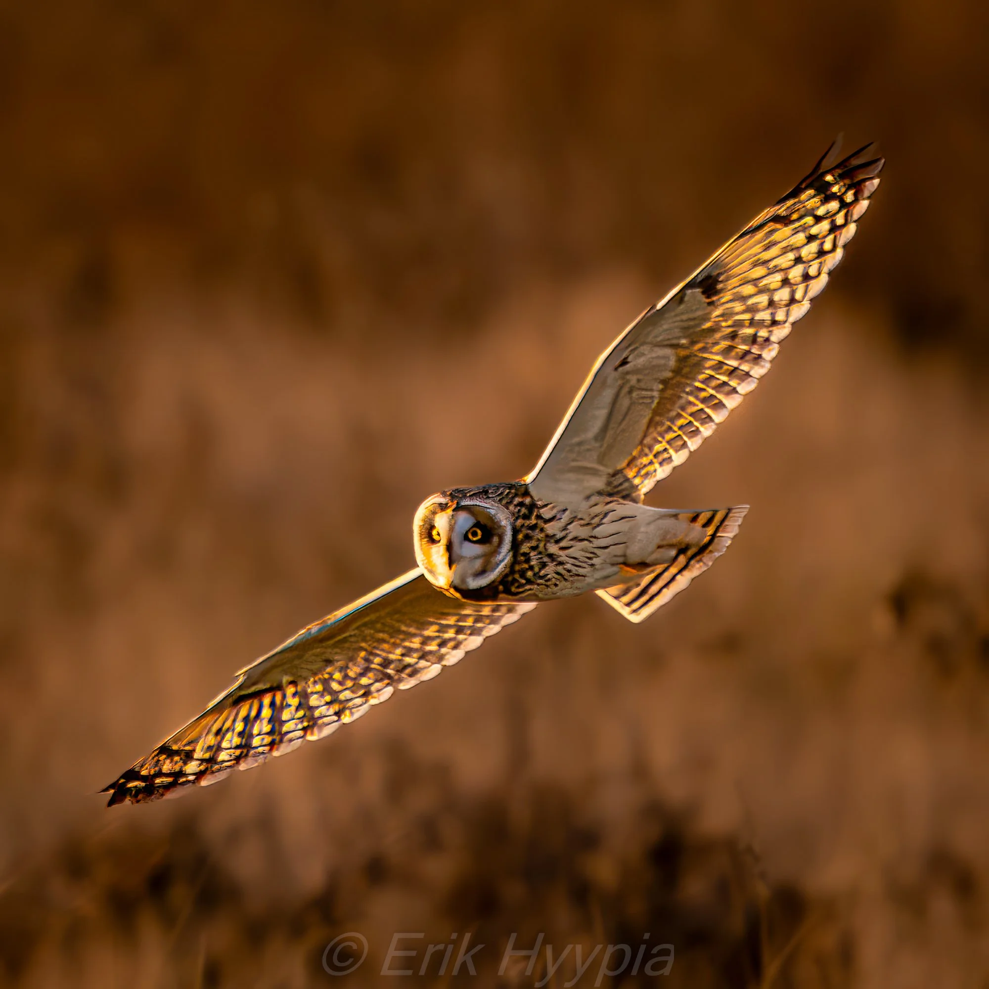 Short Eared Owl #4