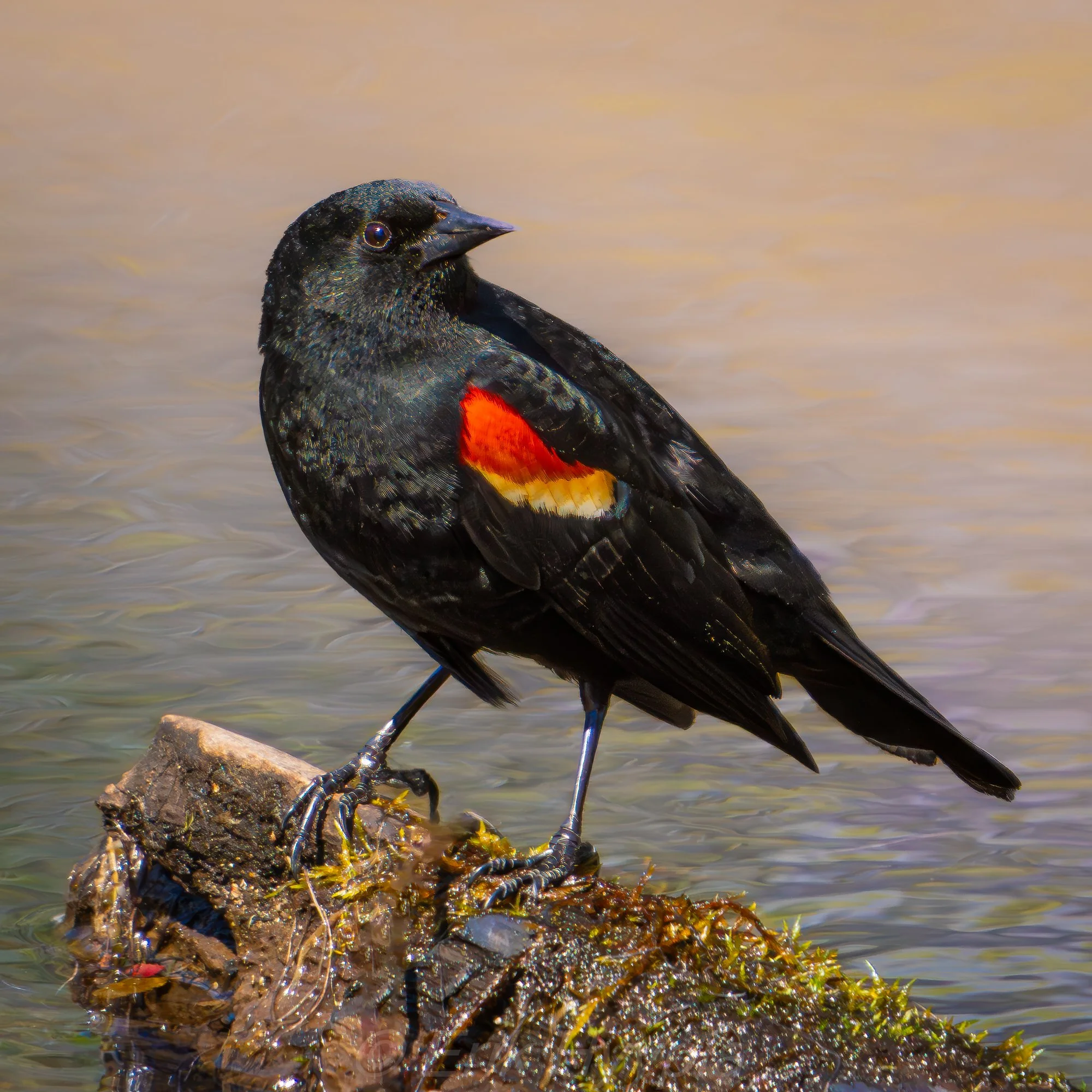 Redwing Blackbird