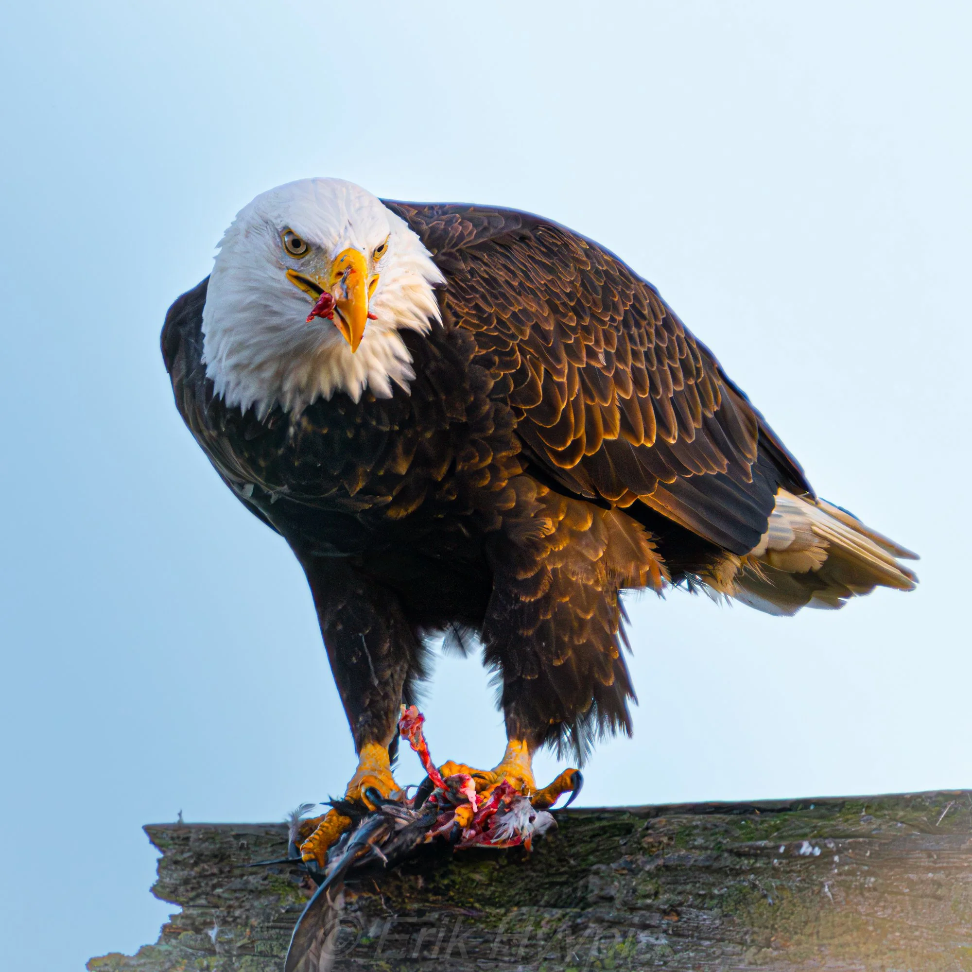Bald Eagle