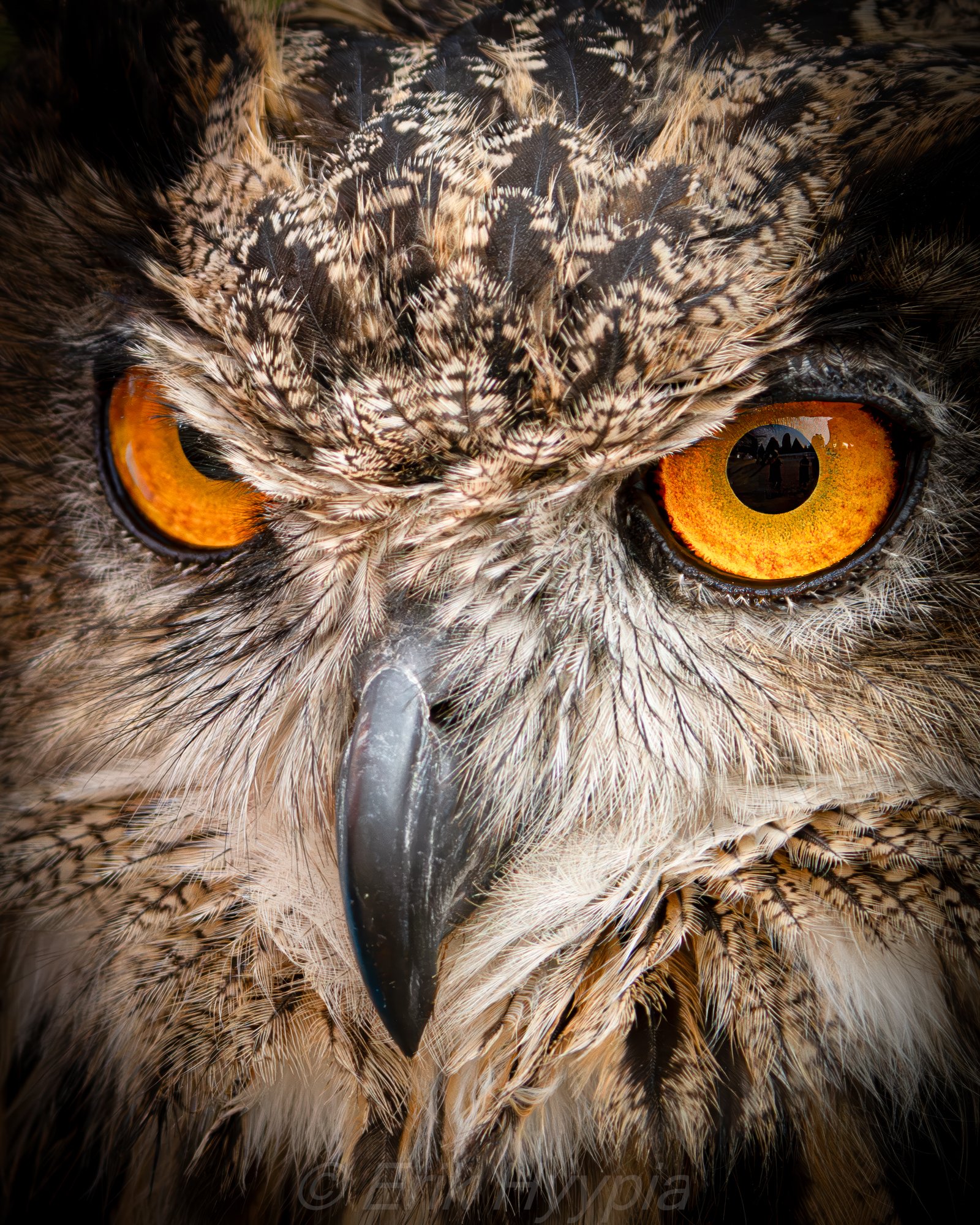 Eurasian Eagle Owl #5