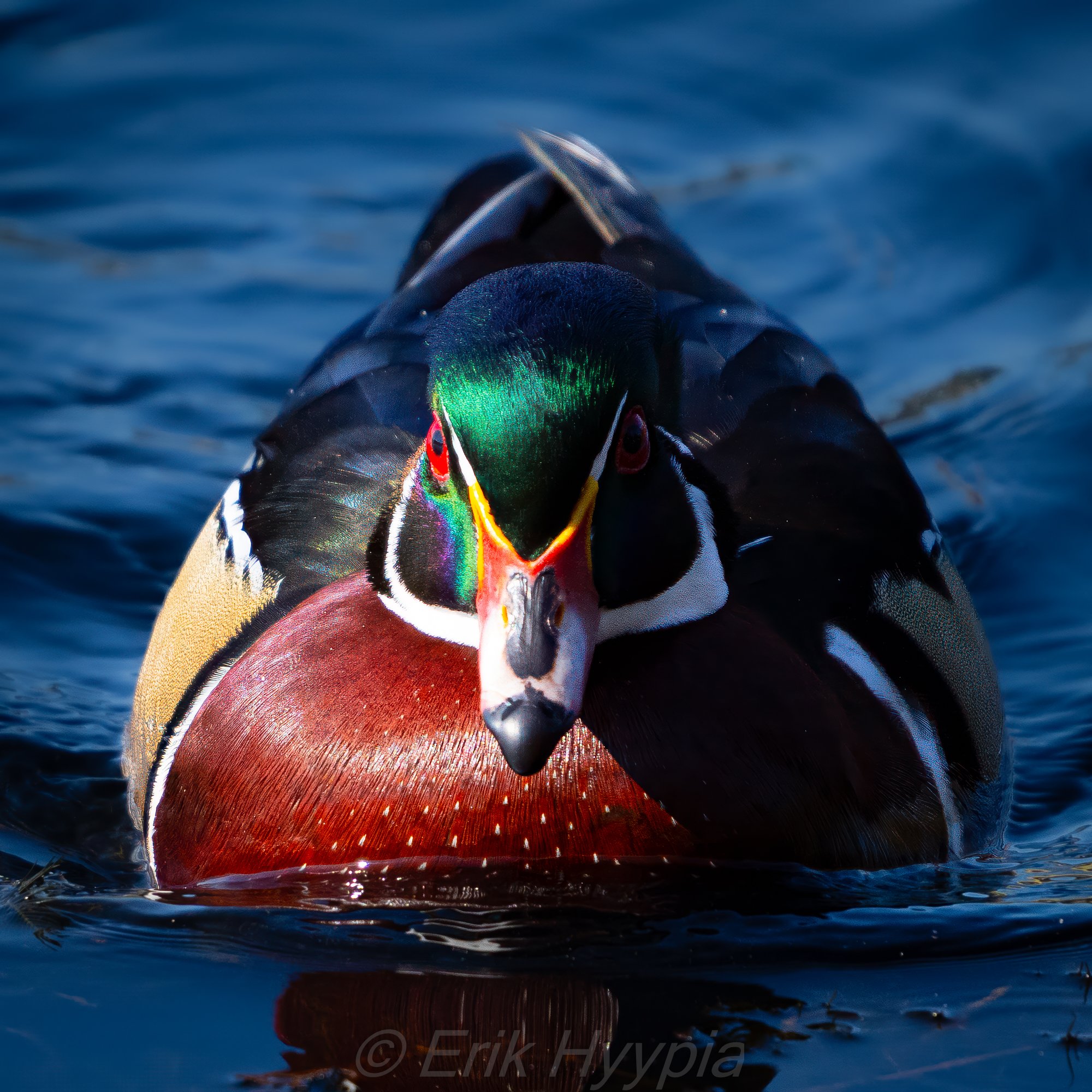 Wood Duck