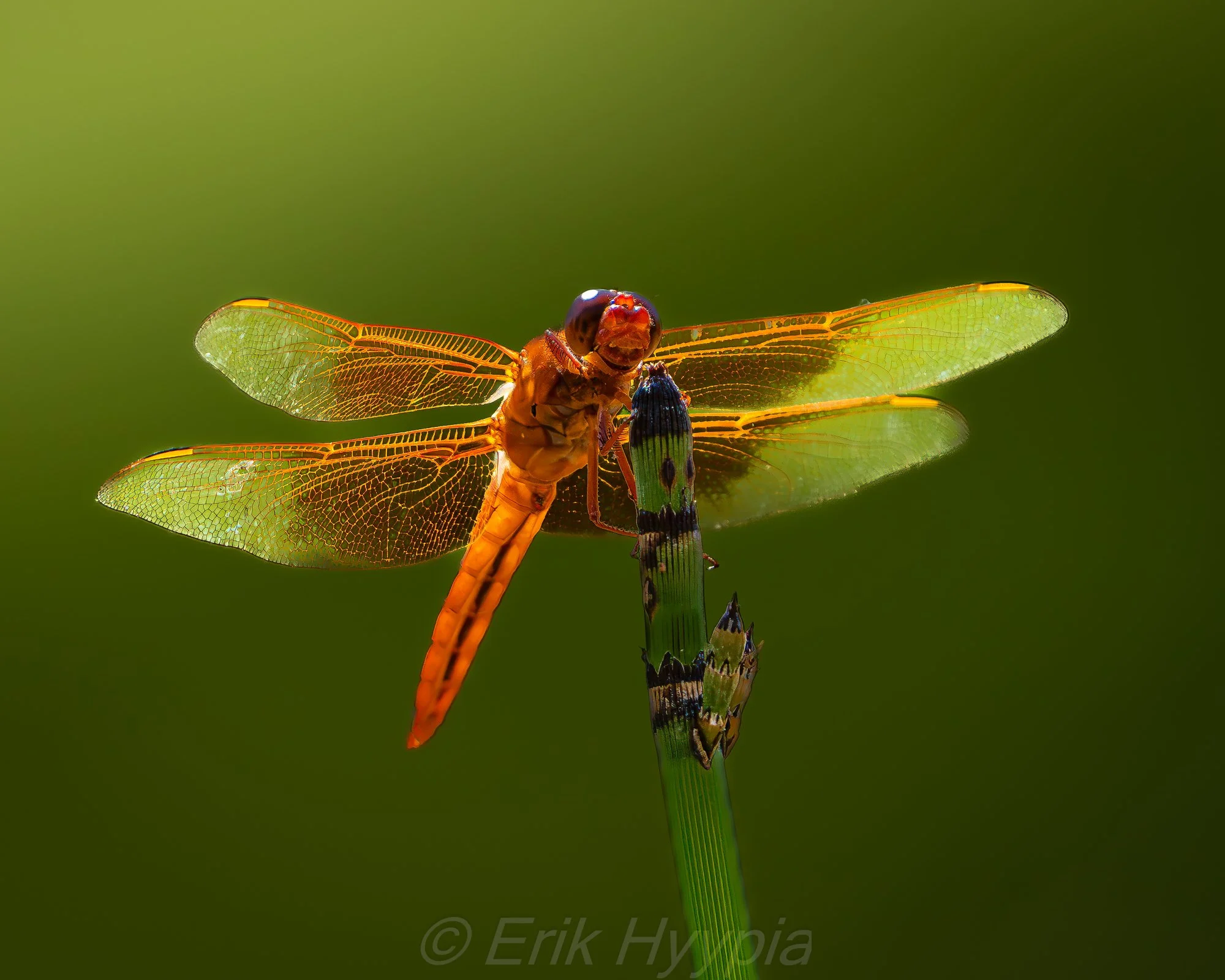 Neon Skimmer