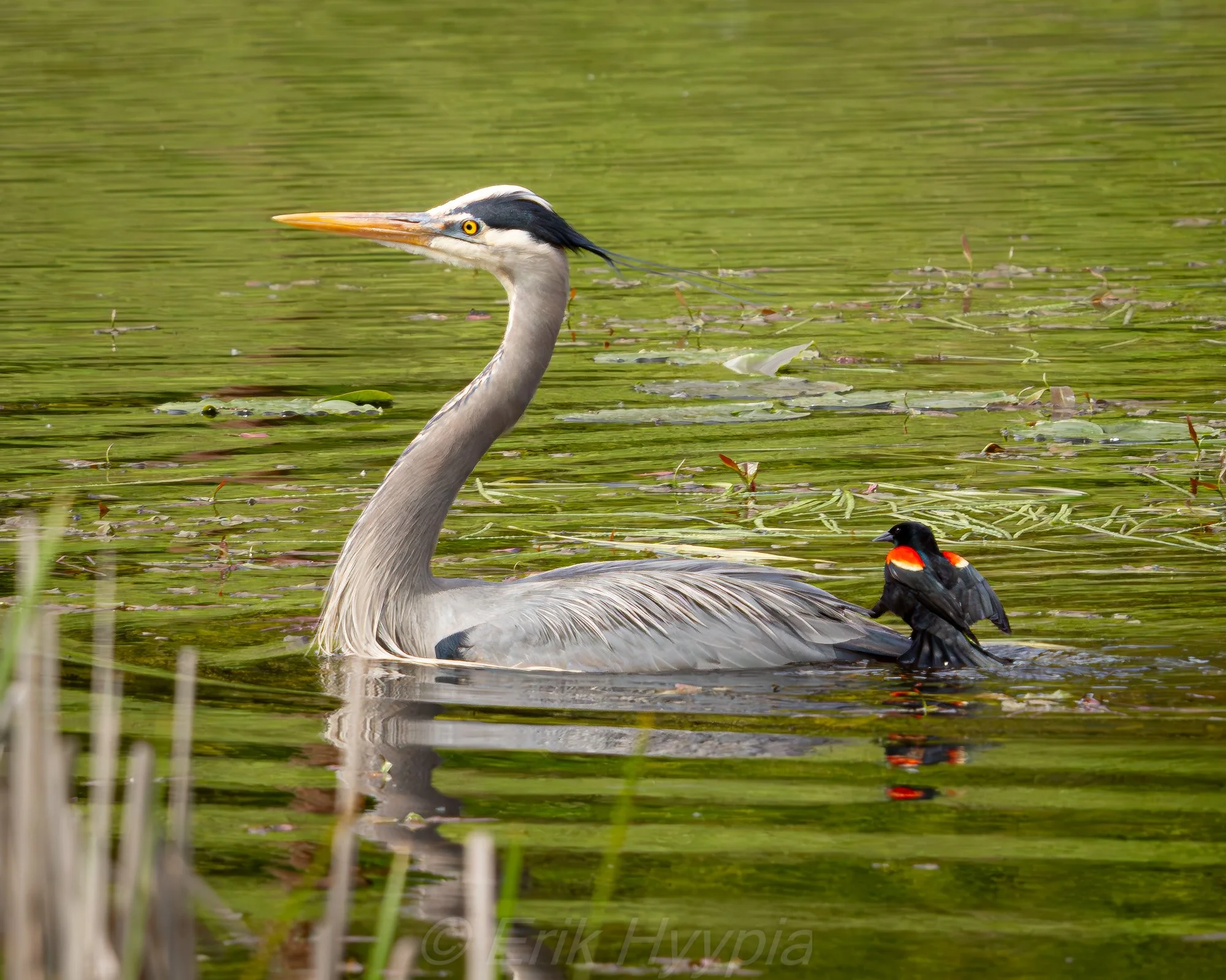 Great Blue Heron and Redwing #2