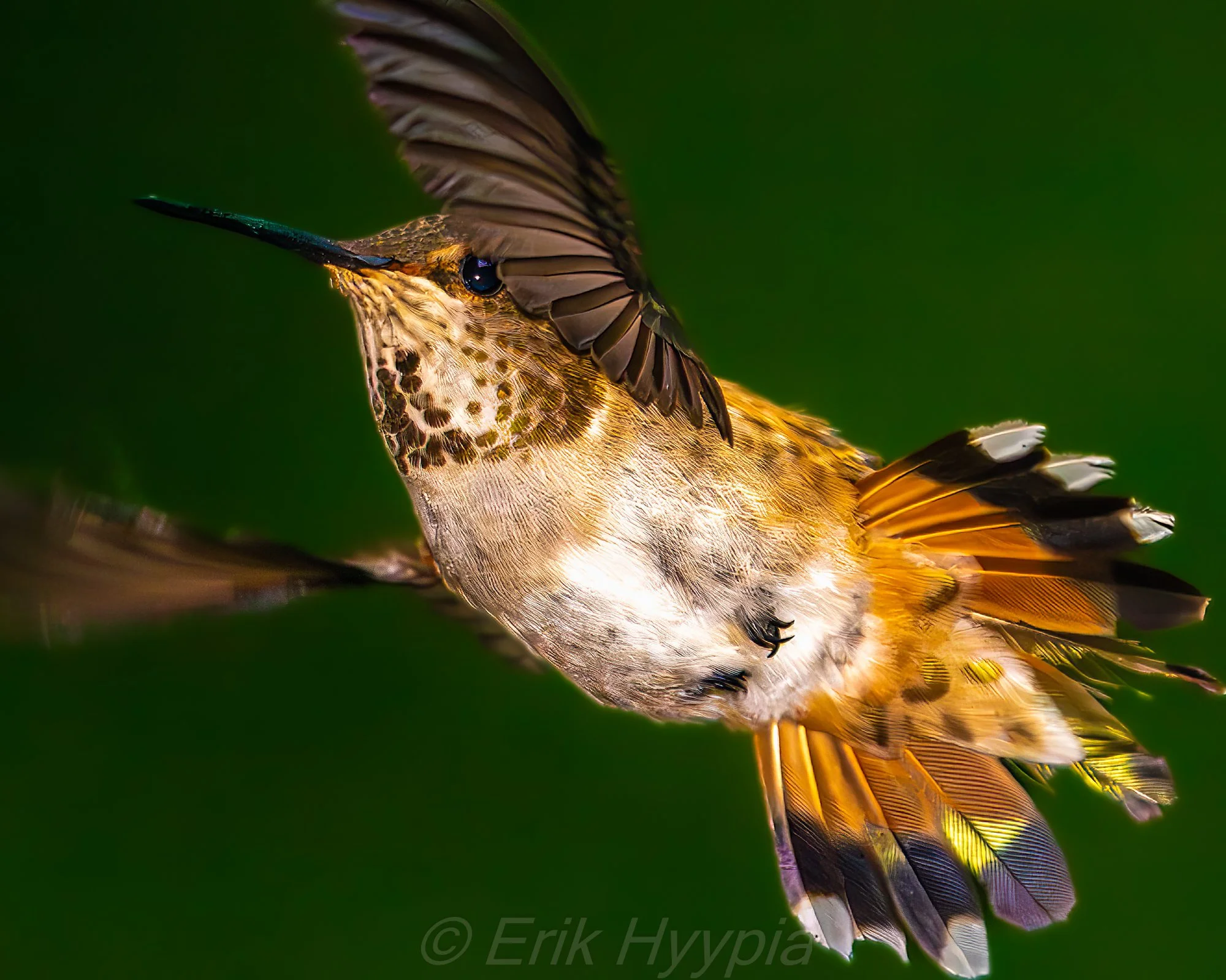 Rufous