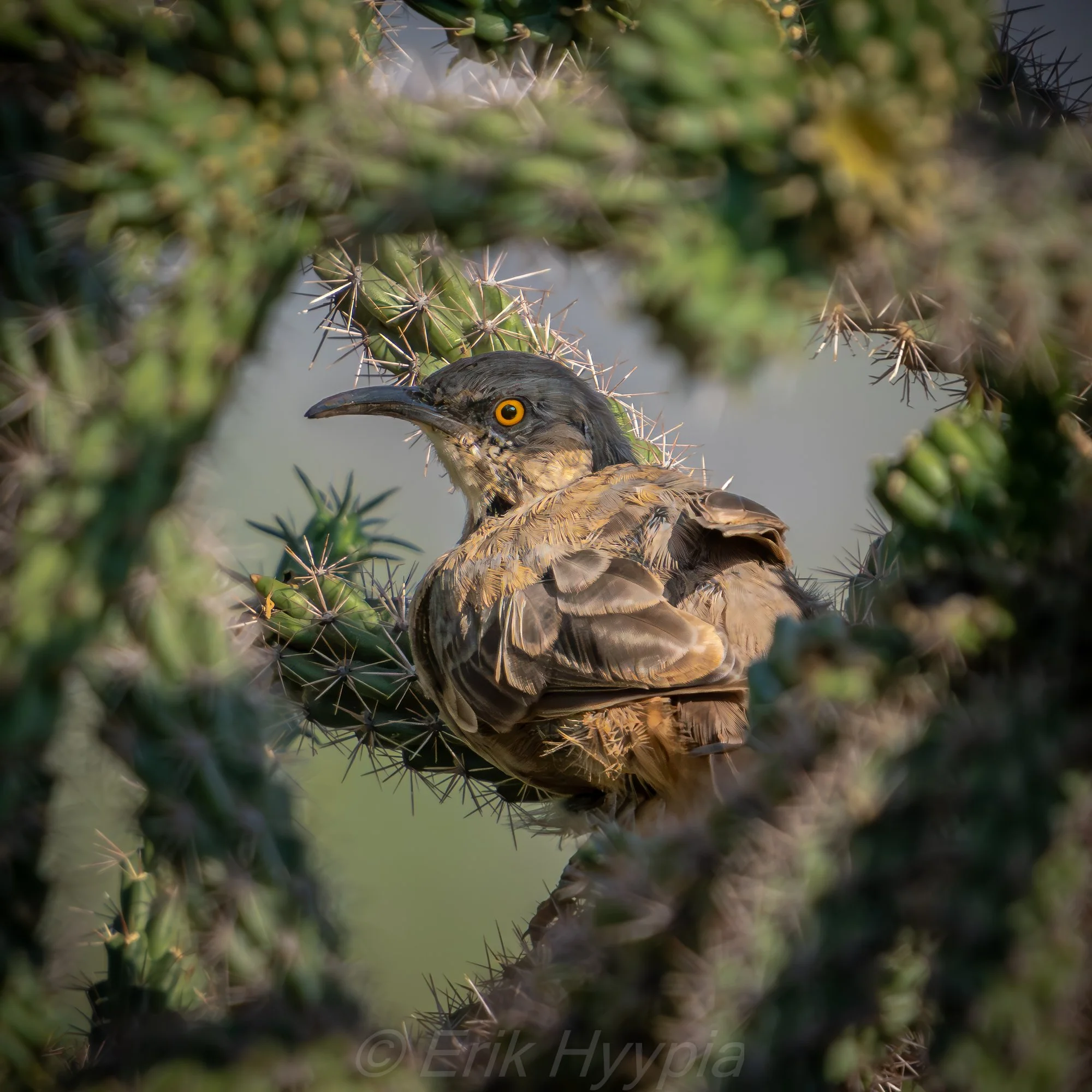 Curved Bill Thrasher