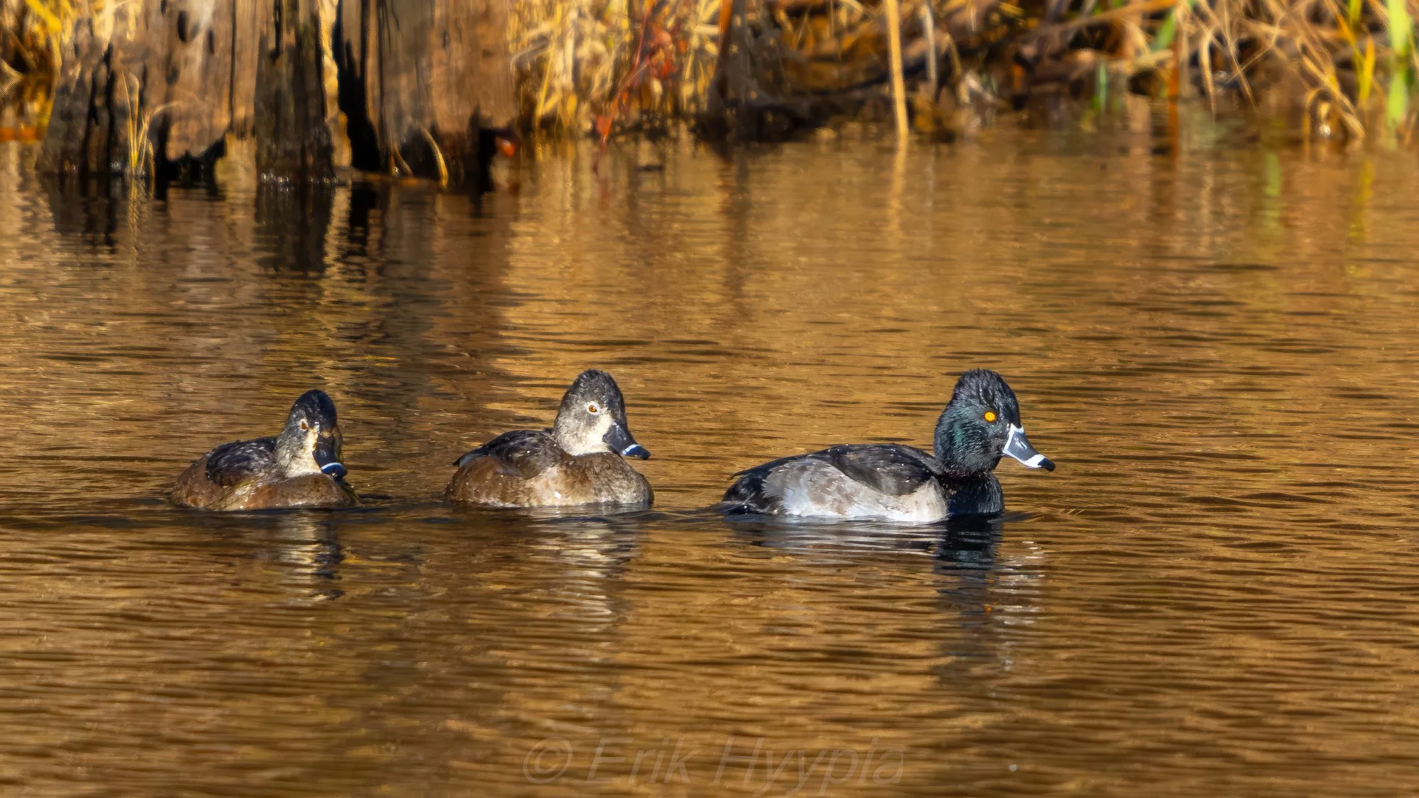 Ring Necked Ducks