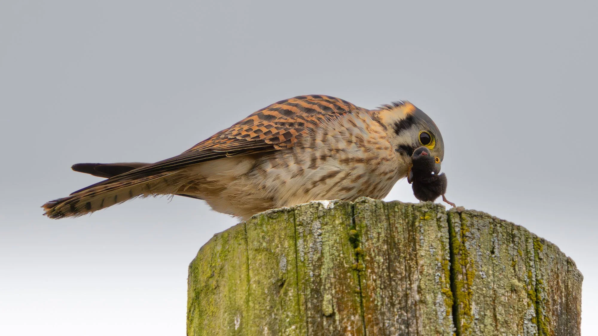 Kestrel and Vole #1