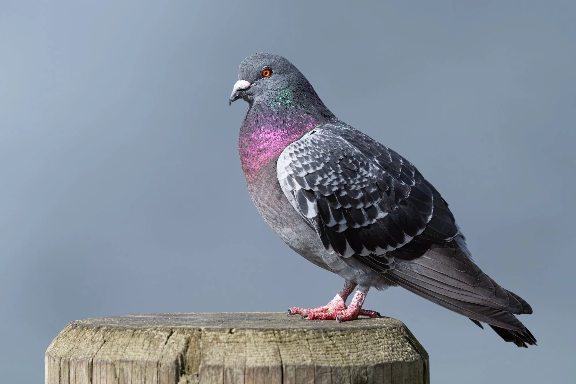 Pigeon