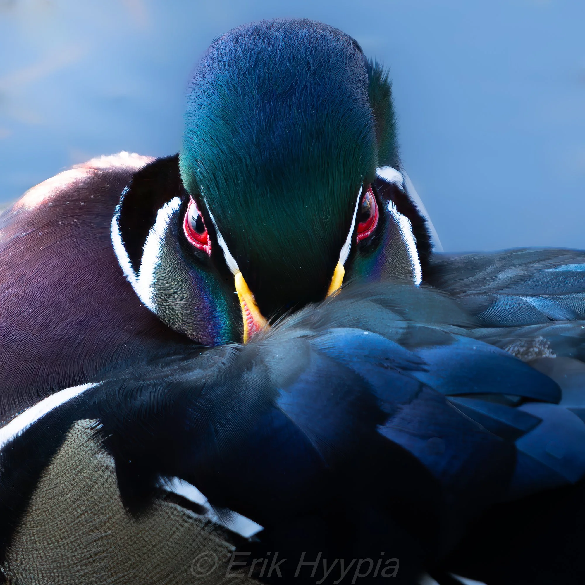 Wood Duck