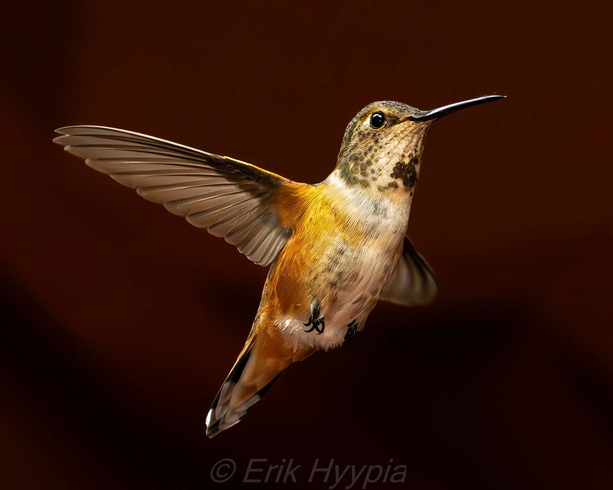 Rufous #2