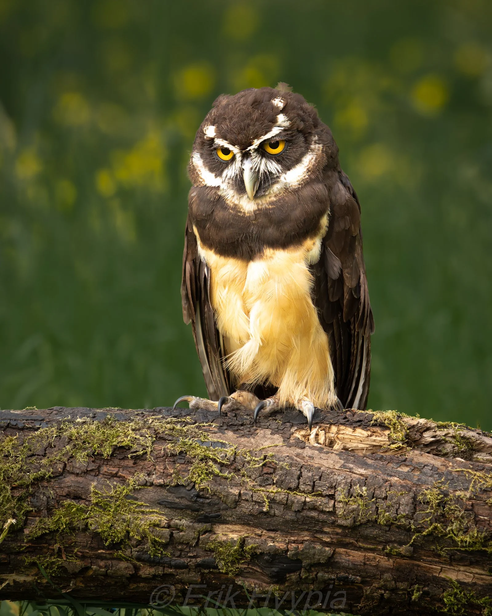 Spectacled Owl #3