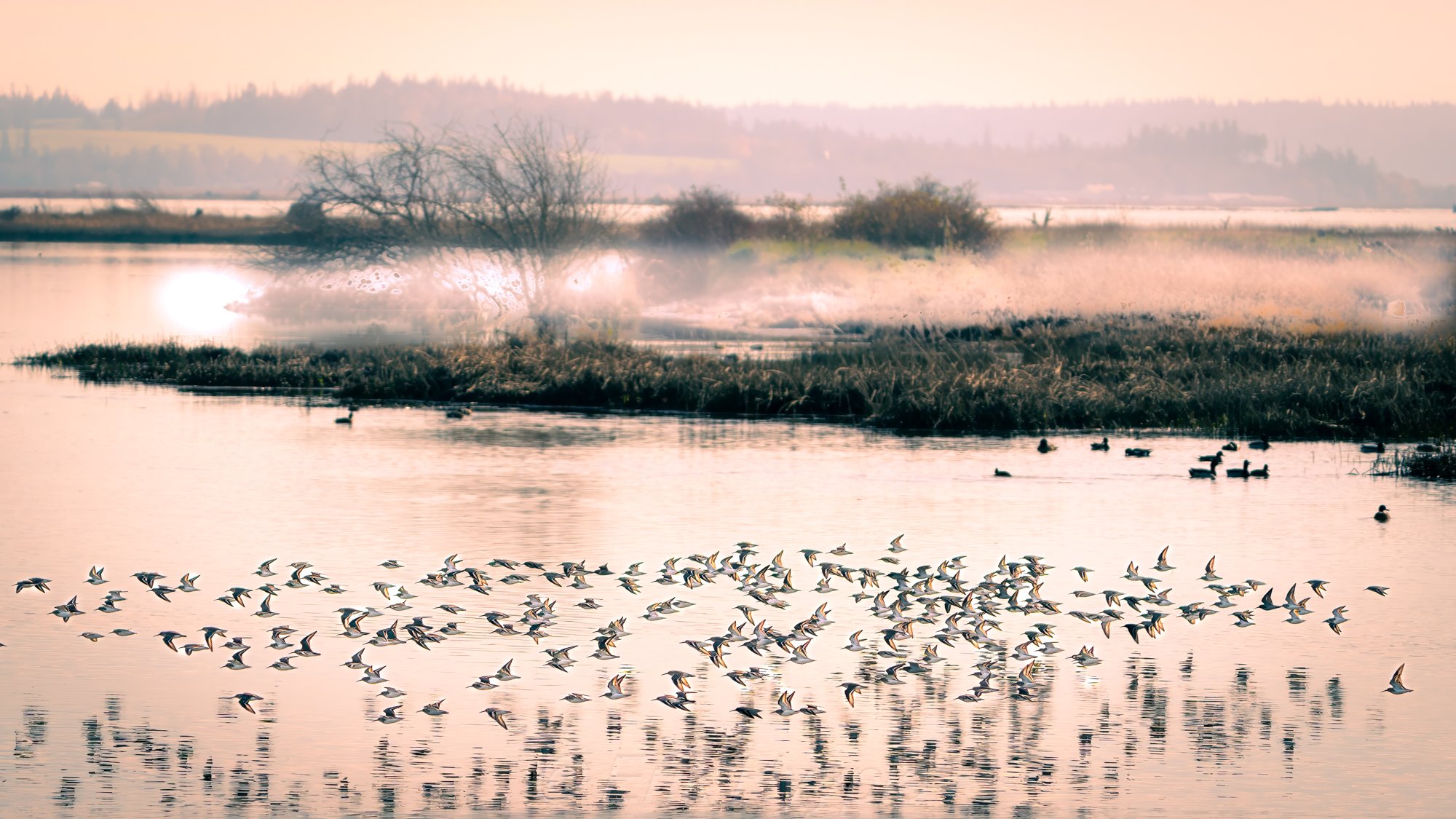 20231118-DSC05333 Dunlins Product Photo.jpg