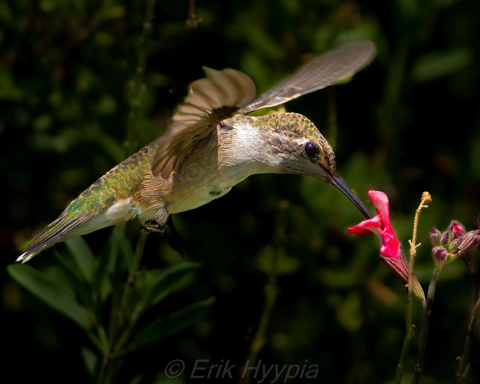 Annas Hummingbird
