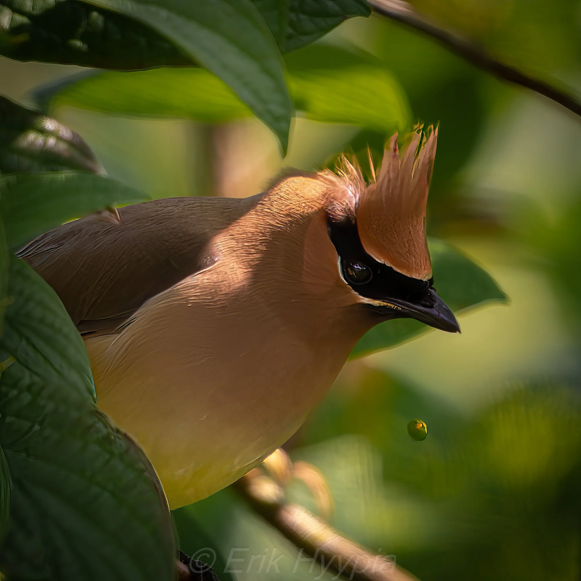 Cedar Waxwing #3