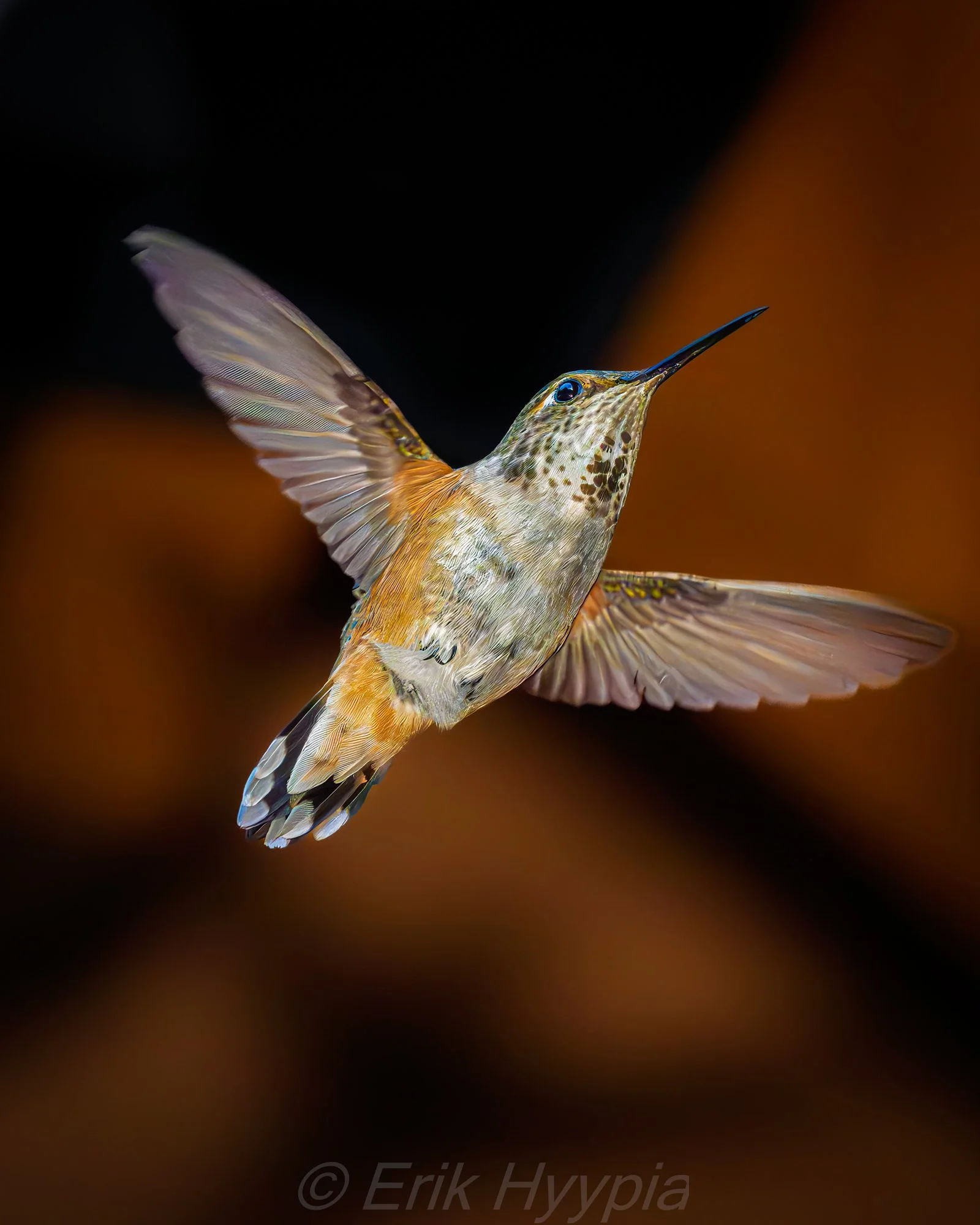 Rufous #6
