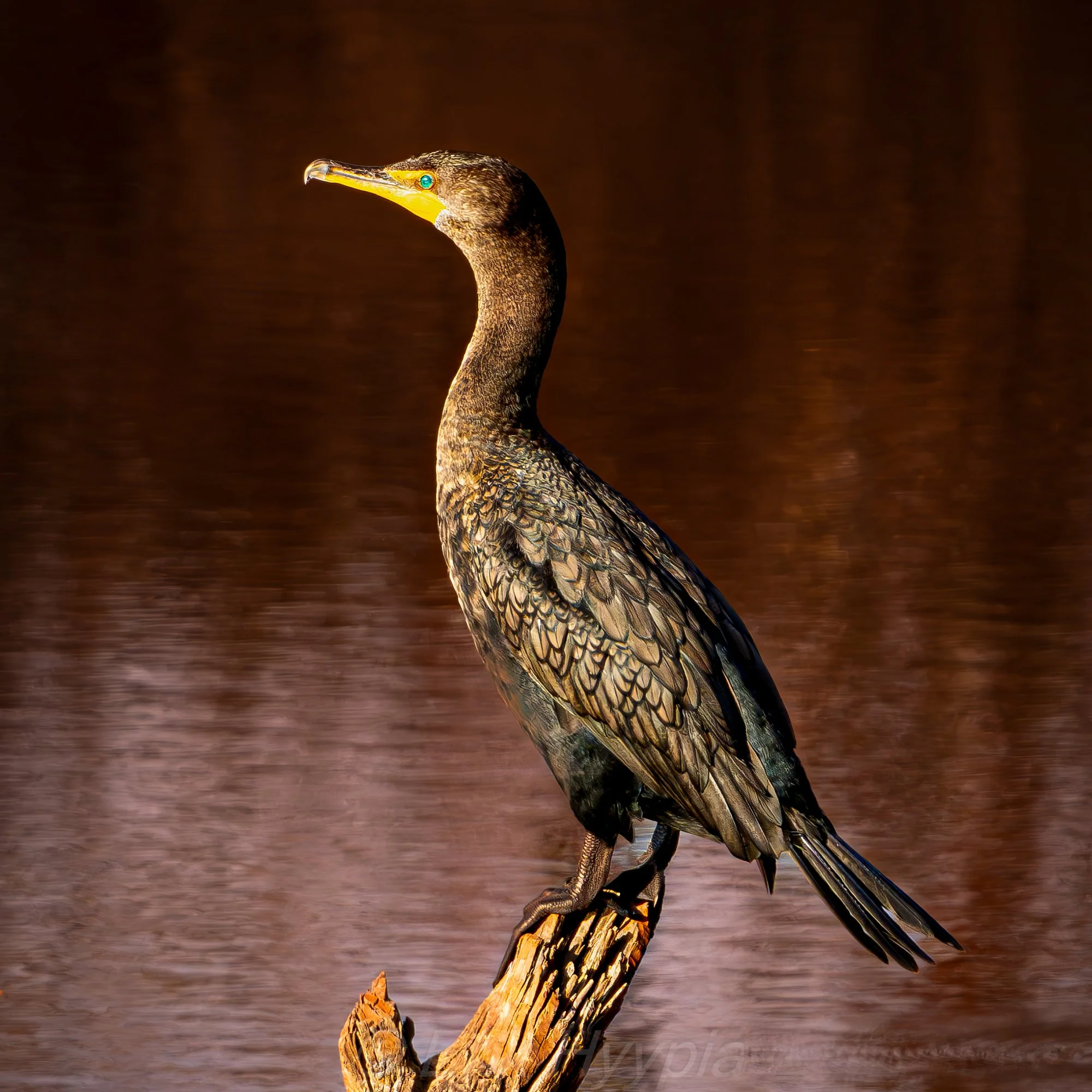 Cormorant