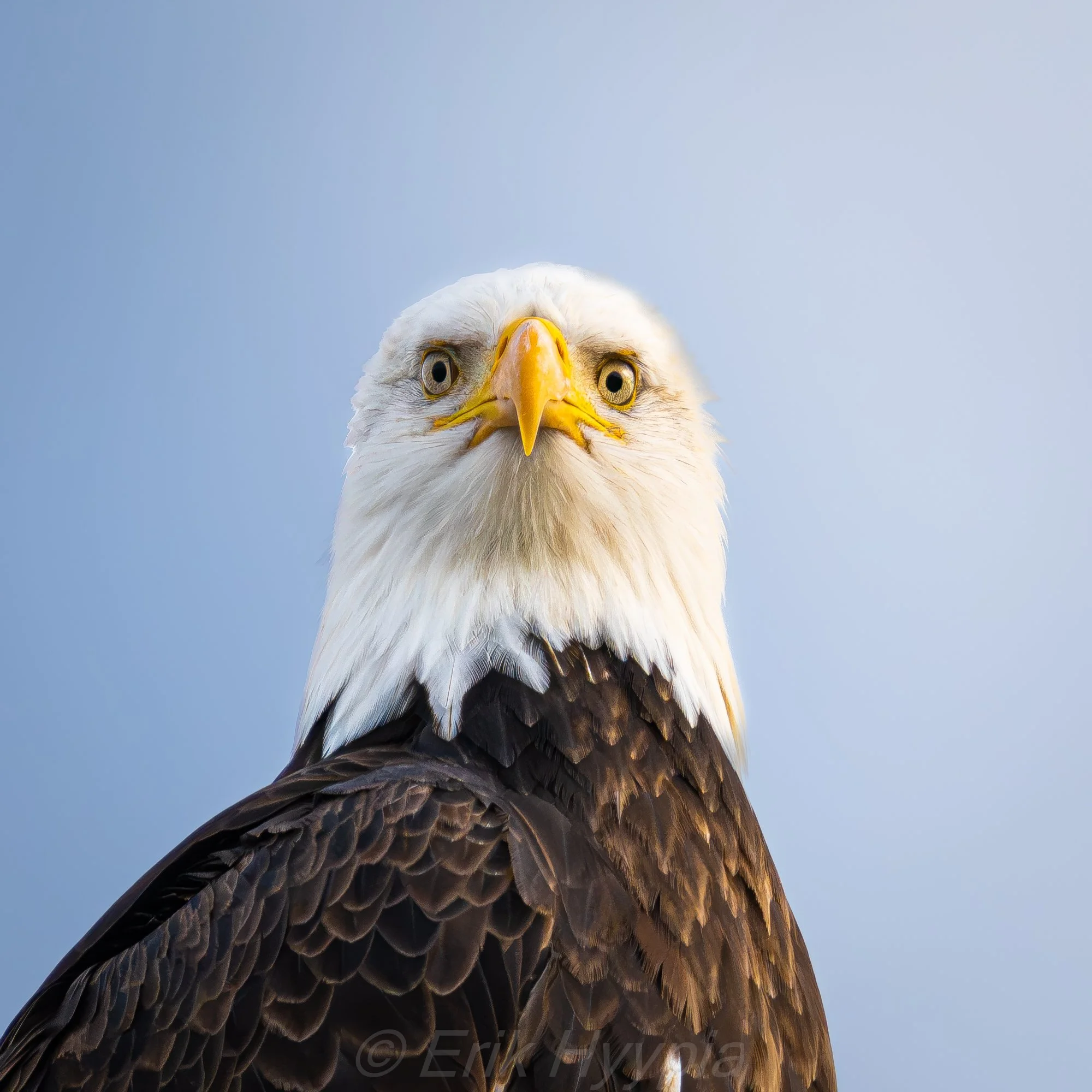 Bald Eagle