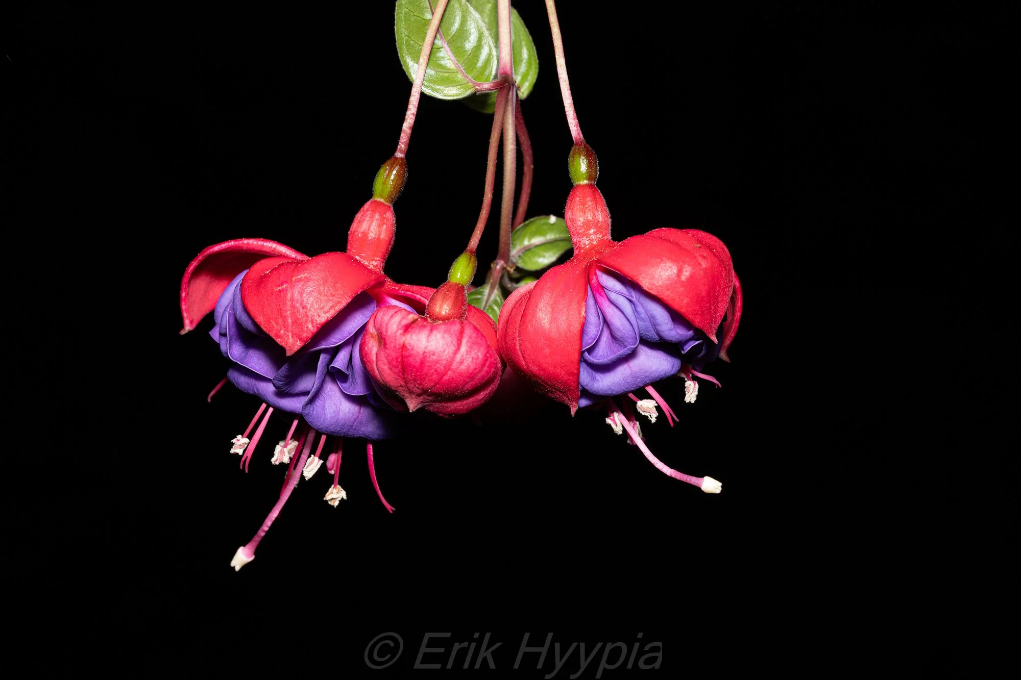 20240425-DSC09934 Fuschia Product Photo.jpg