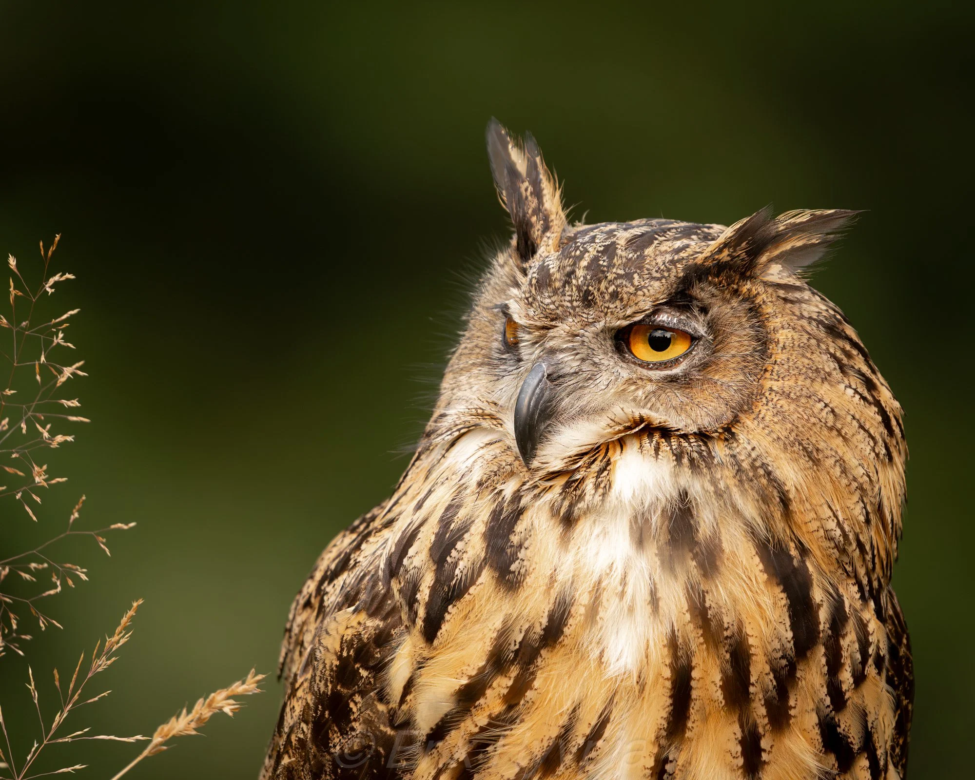 Eurasian Eagle Owl #7