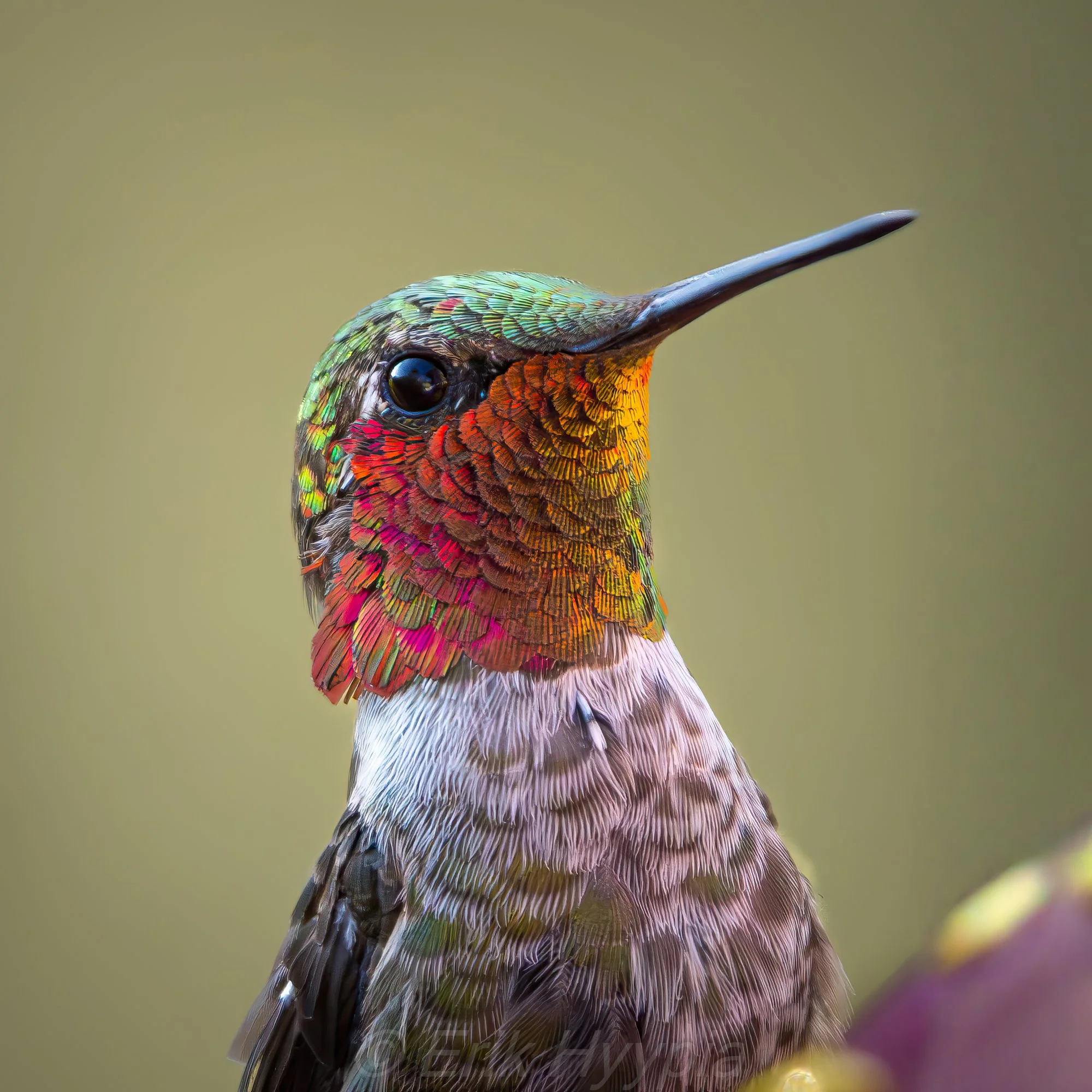 Annas Hummingbird