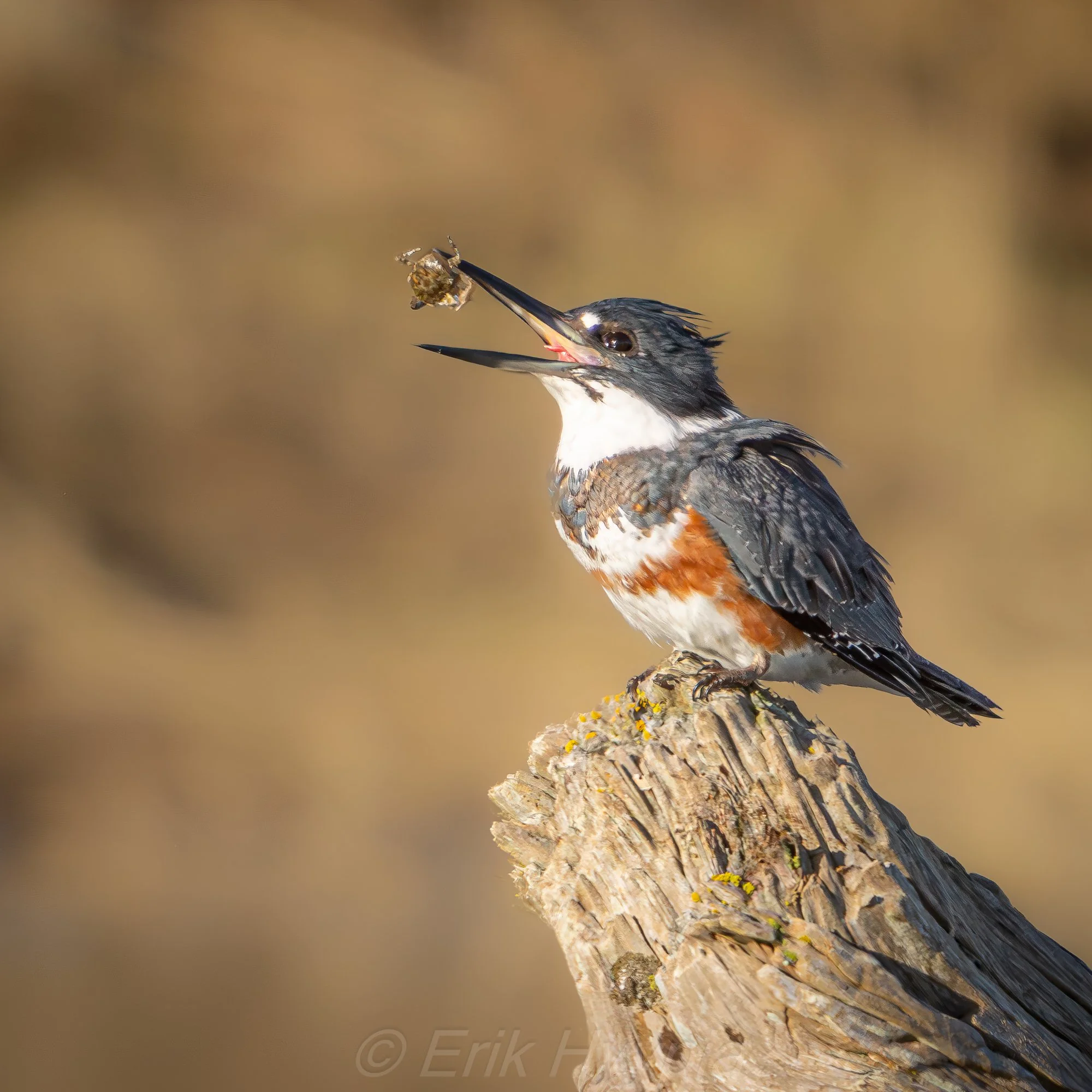 Kingfisher #3