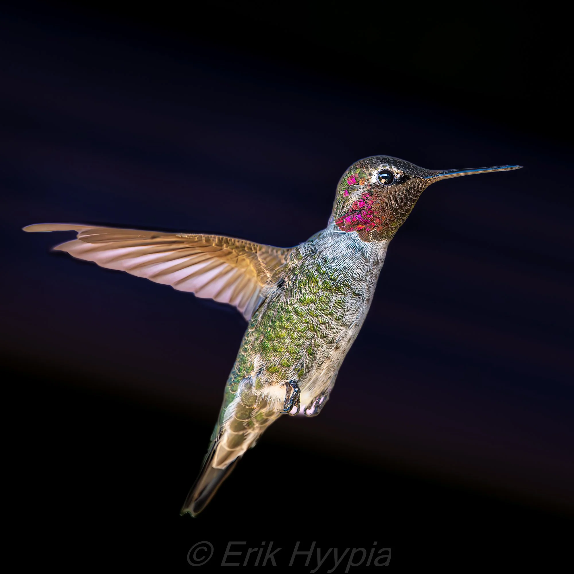 Annas Hummingbird