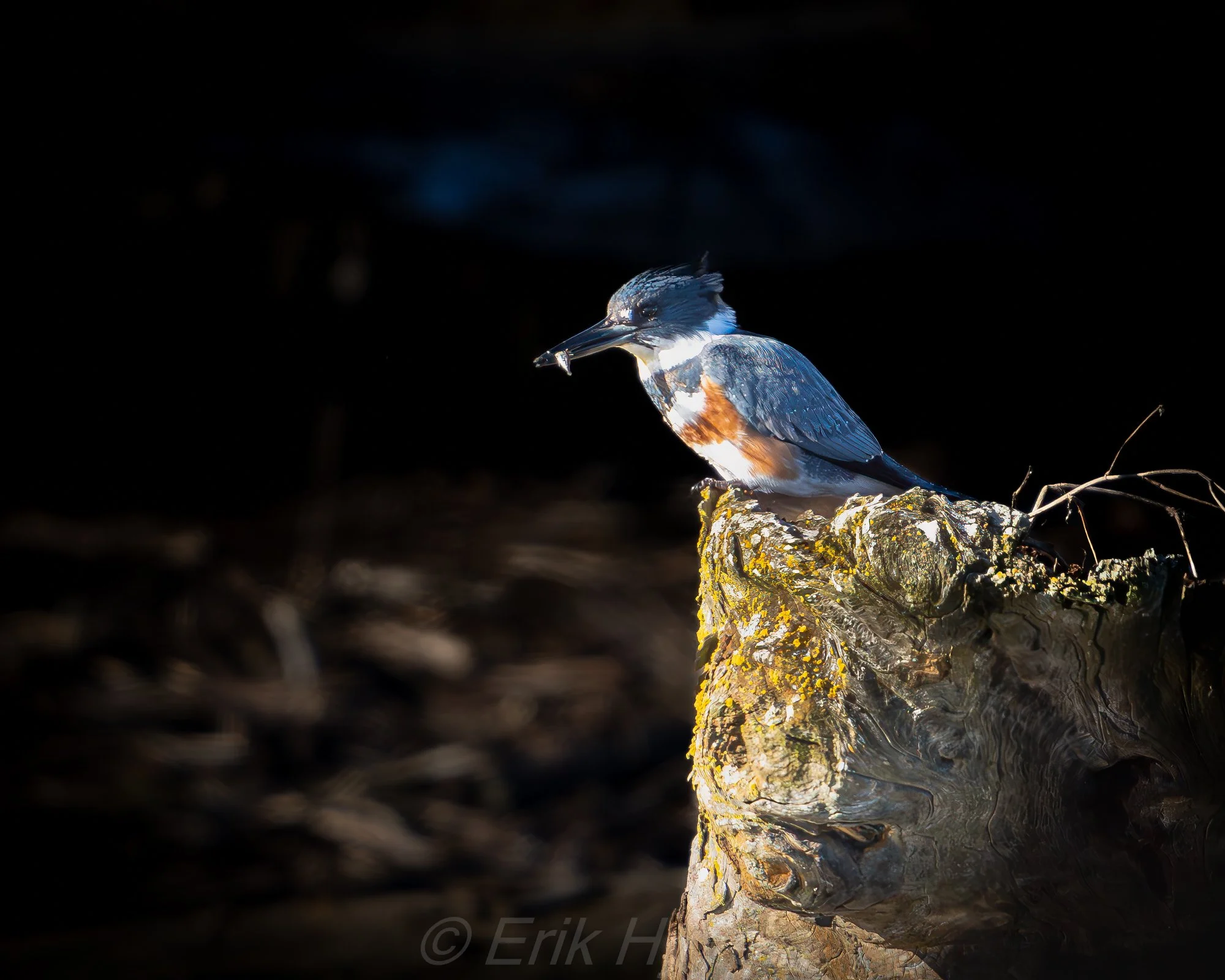 Kingfisher